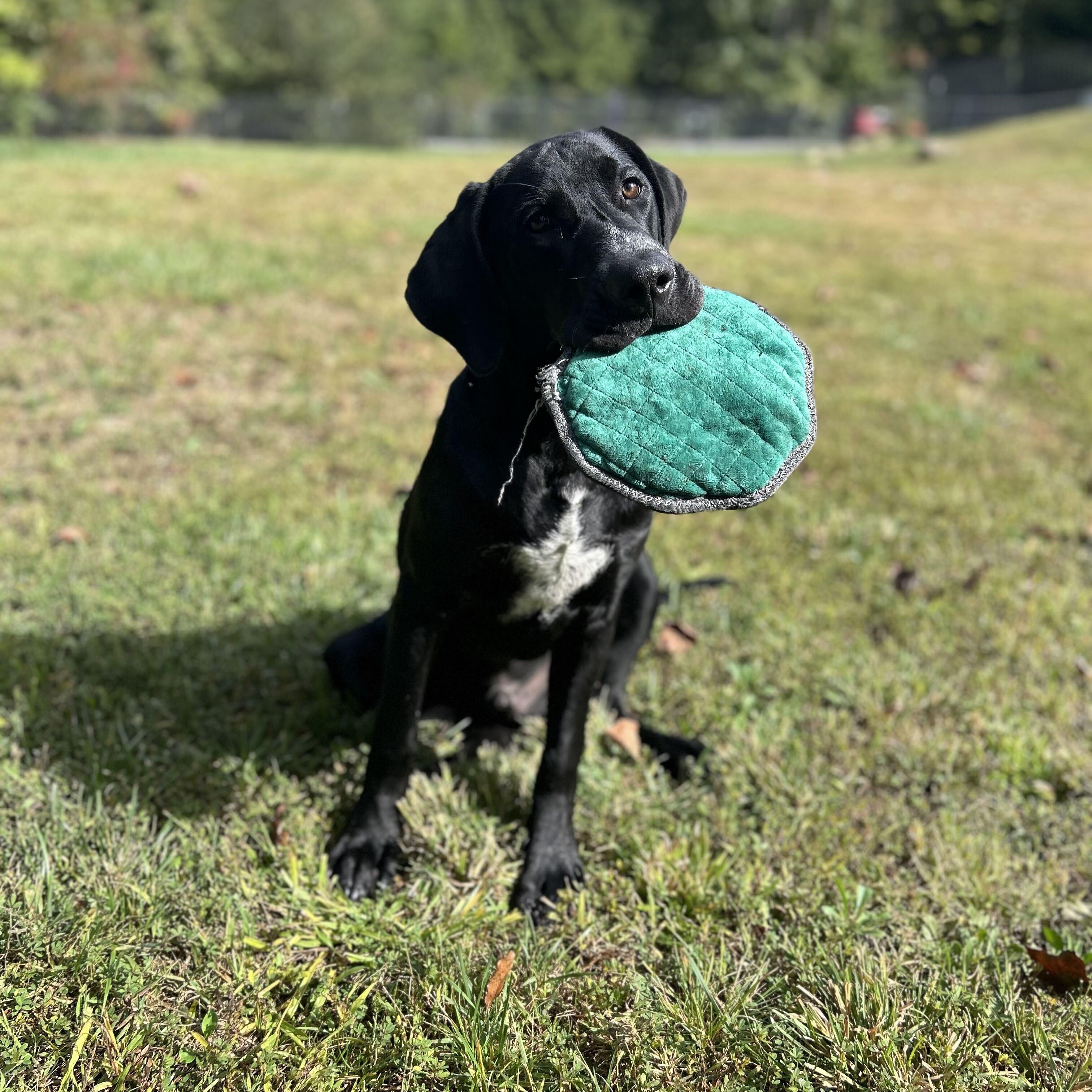 Ace, Adoptable, Young Male Black Labrador Retriever & Hound.