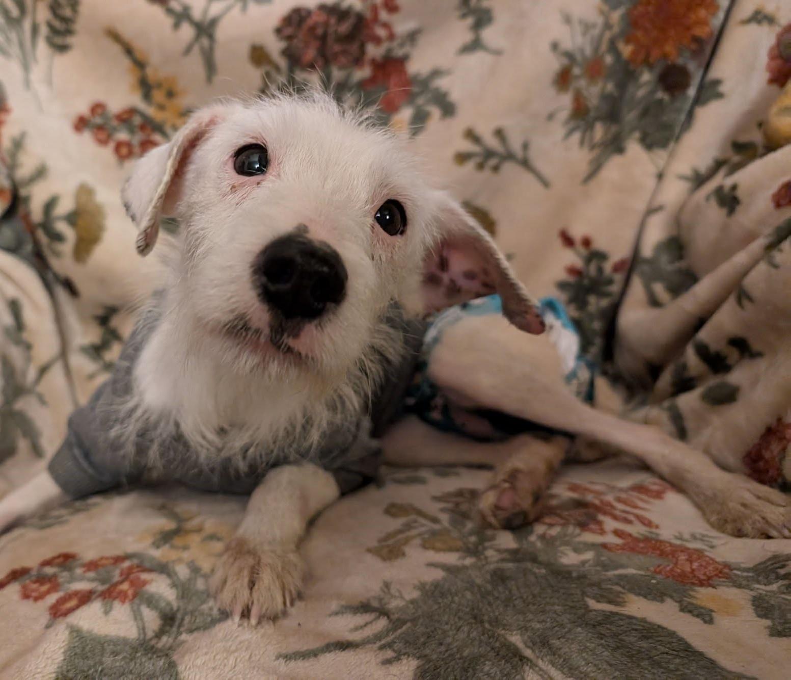 Phoenix, a Adoptable mixed breed in Grand Island, NE image 4/6