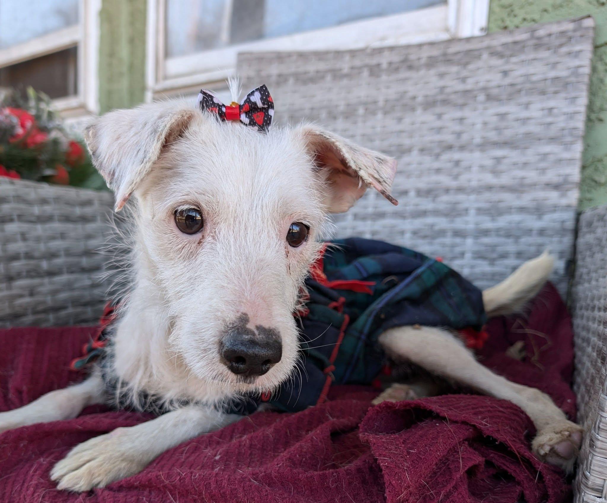 Phoenix, a Adoptable mixed breed in Grand Island, NE image 5/6