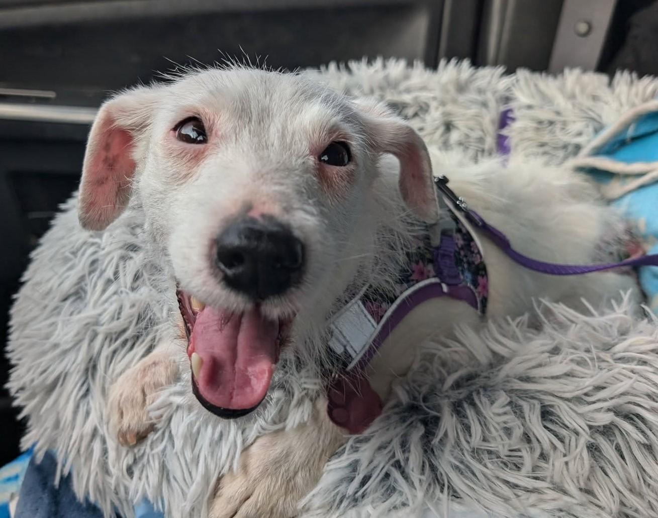 Phoenix, a Adoptable mixed breed in Grand Island, NE image 1/6