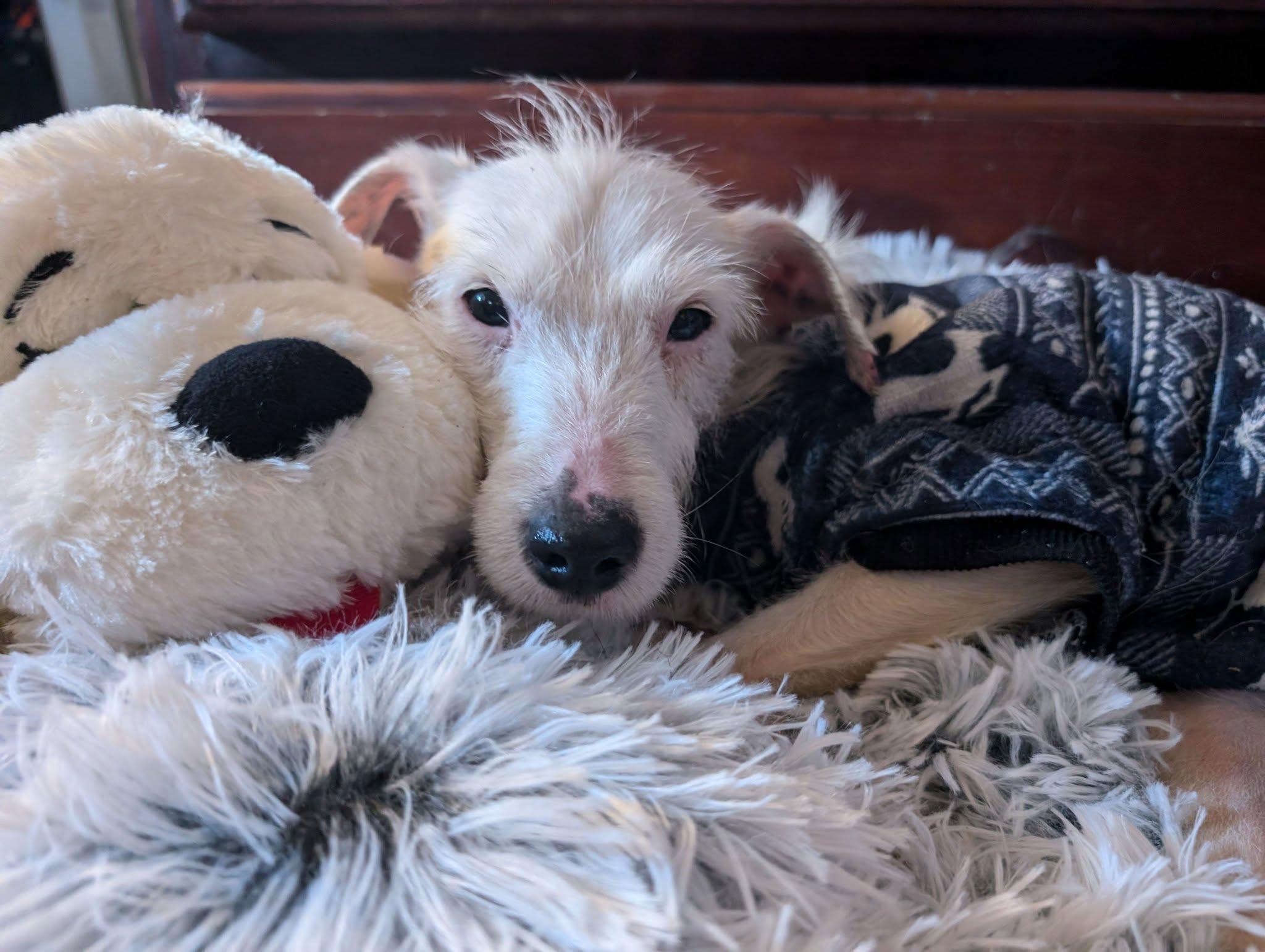 Phoenix, a Adoptable mixed breed in Grand Island, NE image 2/6