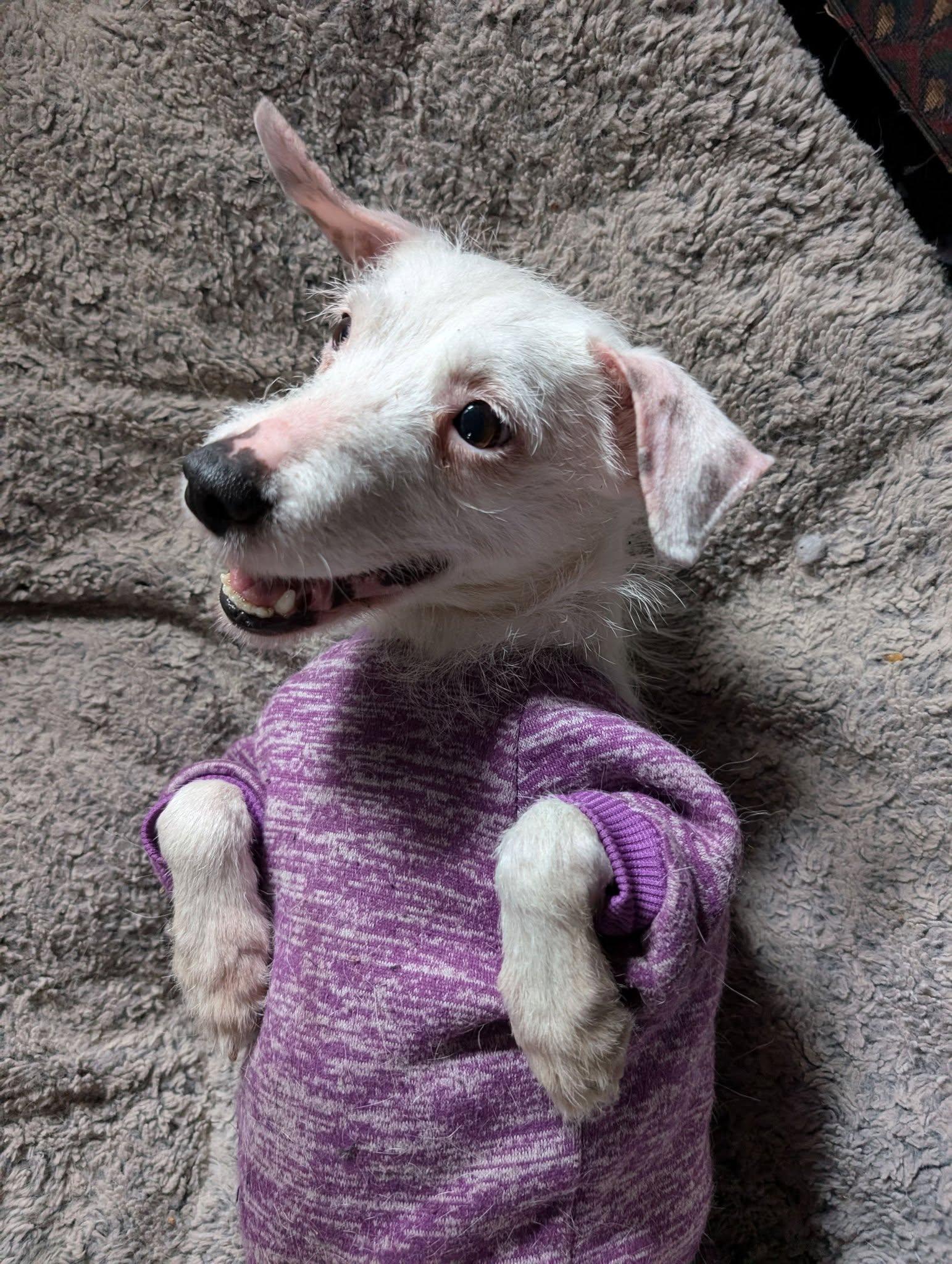 Phoenix, a Adoptable mixed breed in Grand Island, NE image 3/6