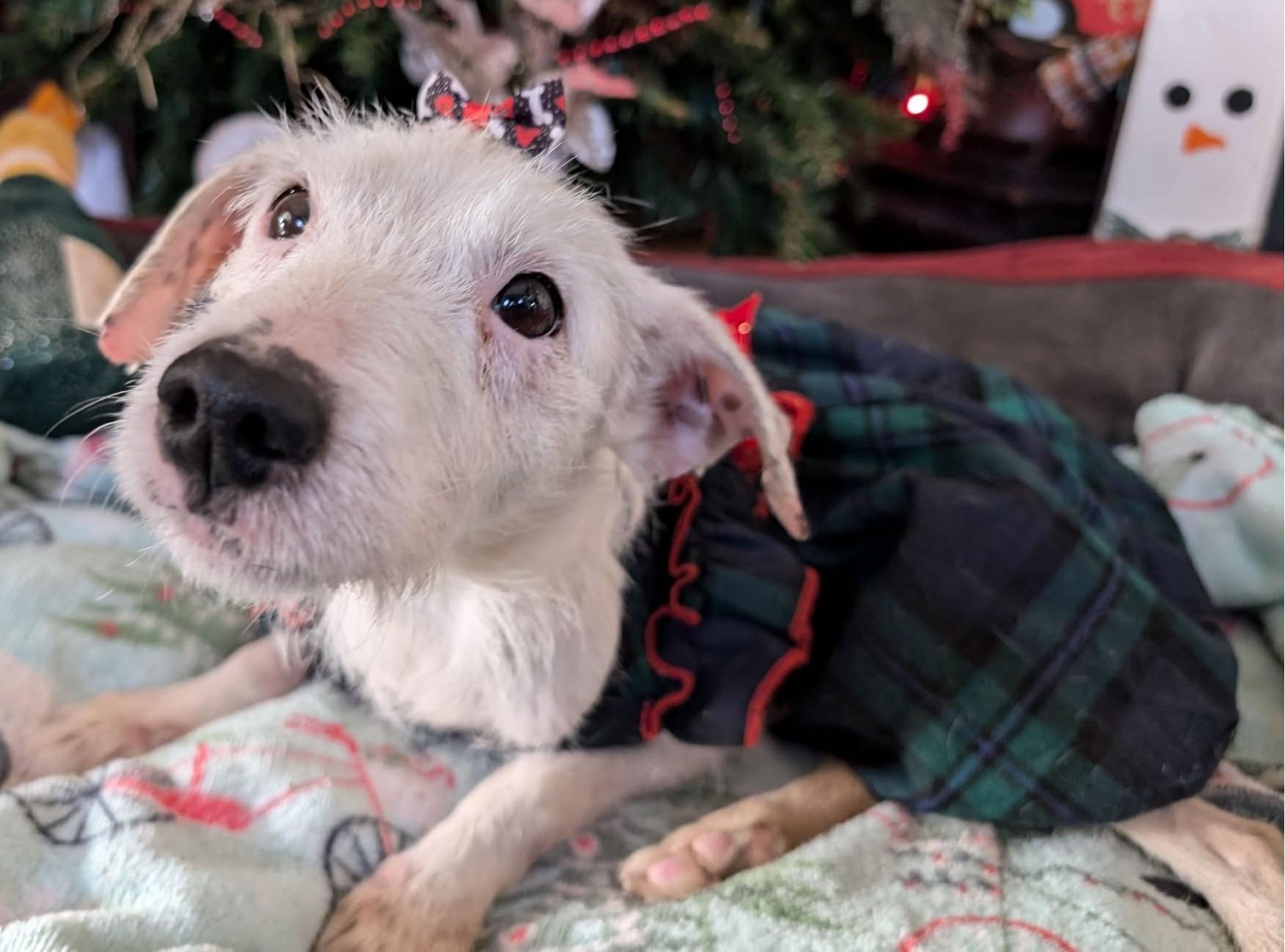 Phoenix, a Adoptable mixed breed in Grand Island, NE image 6/6