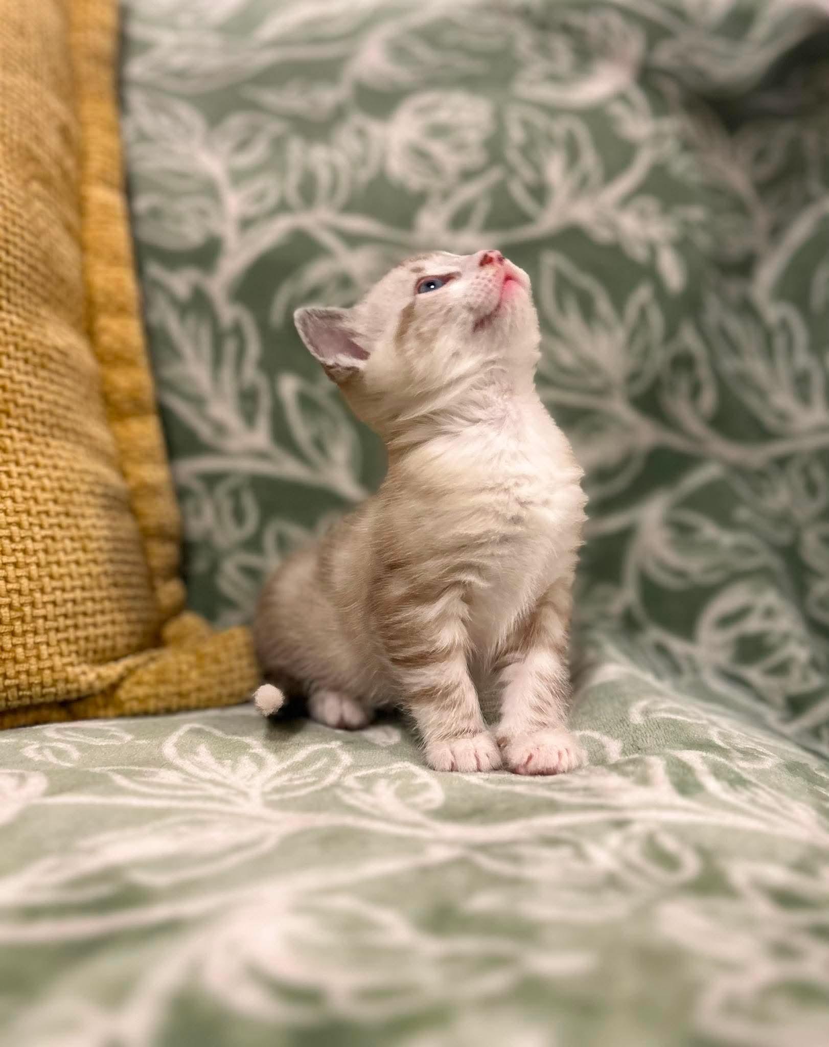 Enlarge Atti. (Video), a Adoptable mixed breed in Mt laurel Township, NJ image 4/6