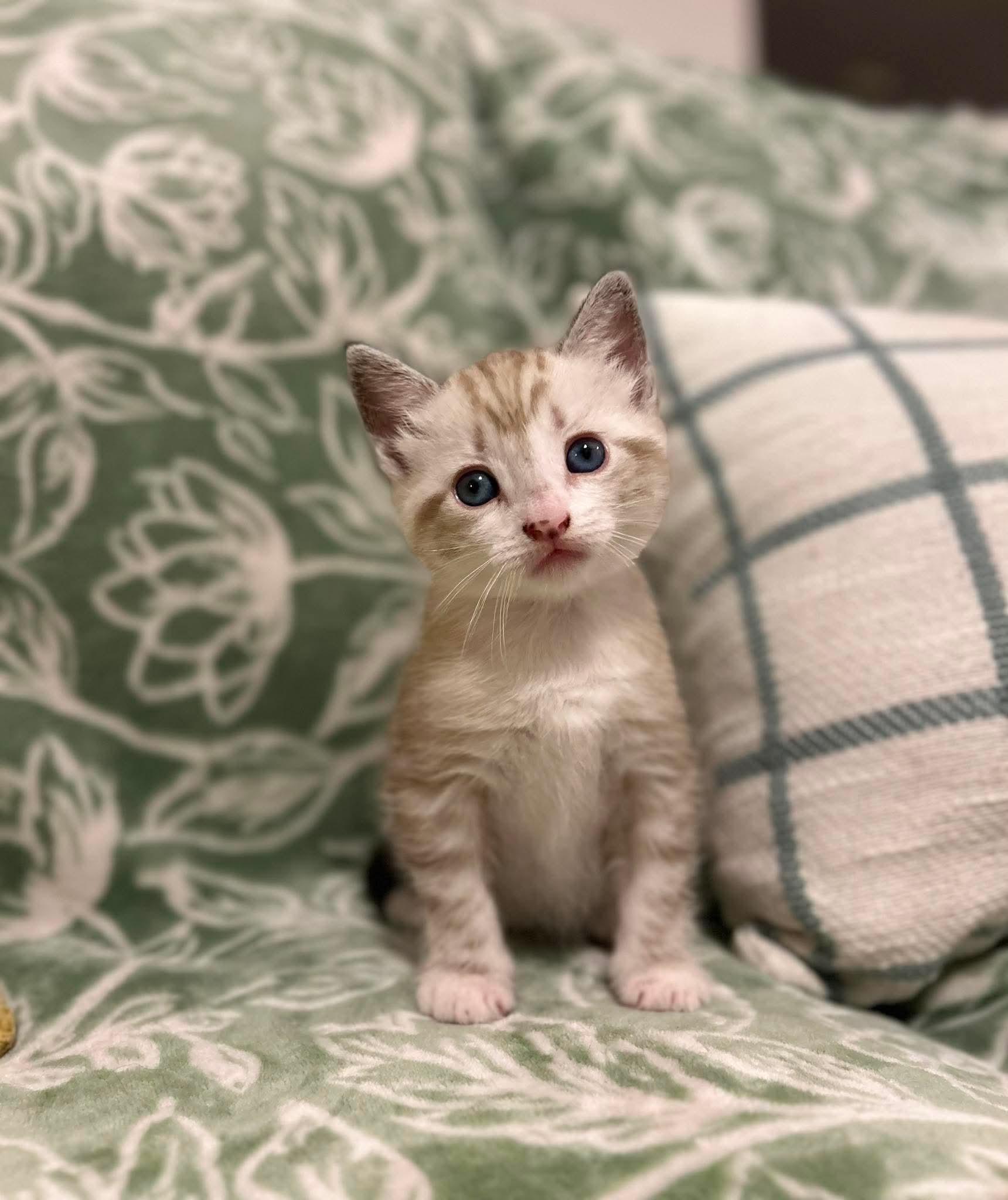 Enlarge Atti. (Video), a Adoptable mixed breed in Mt laurel Township, NJ image 2/6