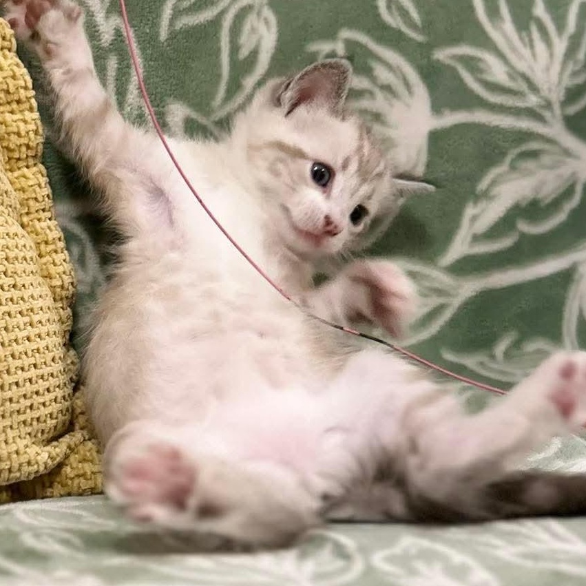 Enlarge Atti. (Video), a Adoptable mixed breed in Mt laurel Township, NJ image 5/6
