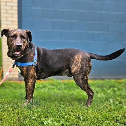 Sunny, Adoptable, Adult Male Retriever & Mixed Breed.