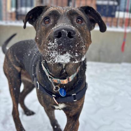 Enlarge Sunny, a Adoptable mixed breed in Merriam, KS image 3/3