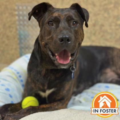 Sunny, a Adoptable mixed breed in Merriam, KS image 3/3