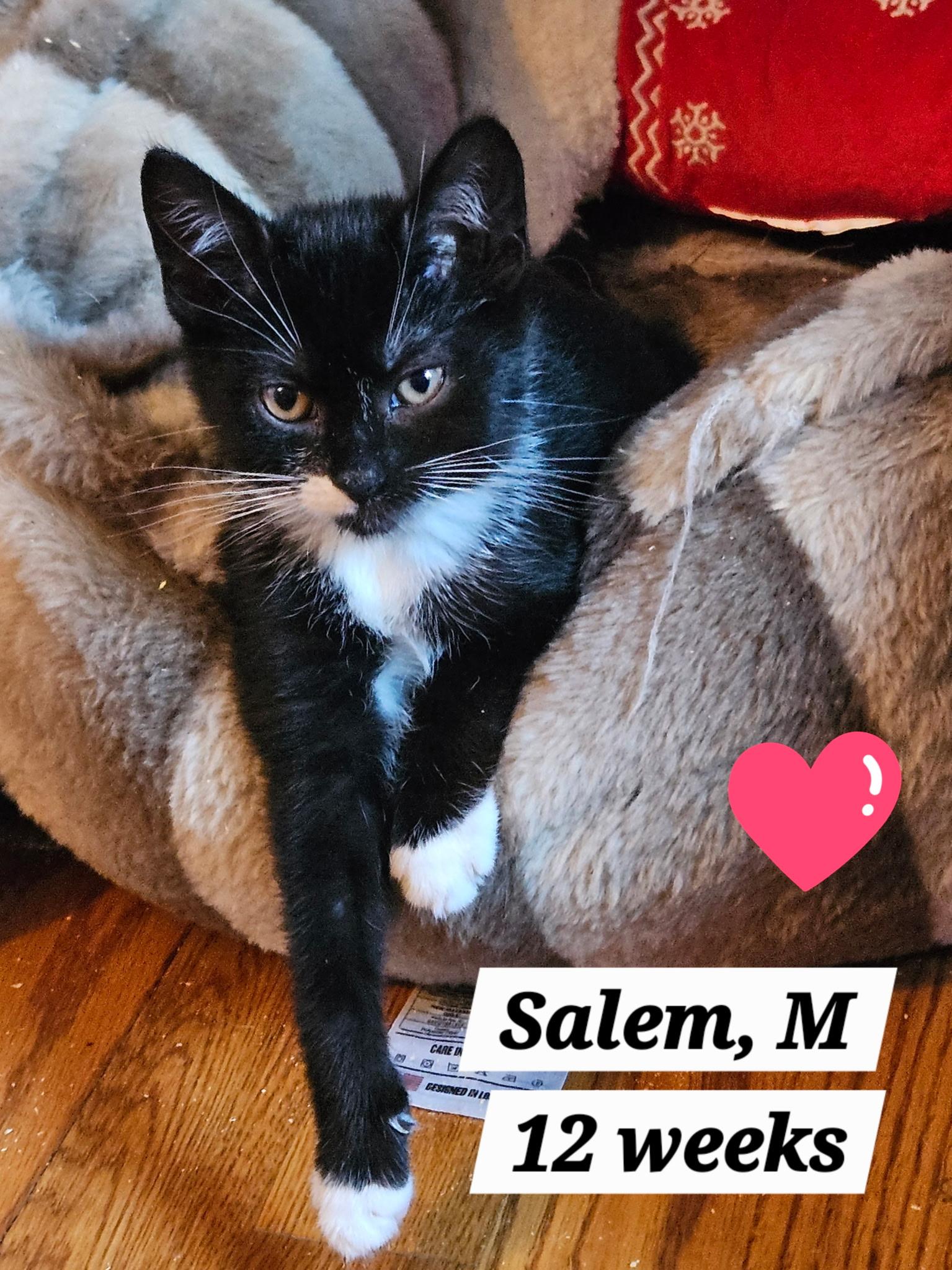 Sable and Salem, ADOPTABLE, Kitten Male Domestic Short Hair.