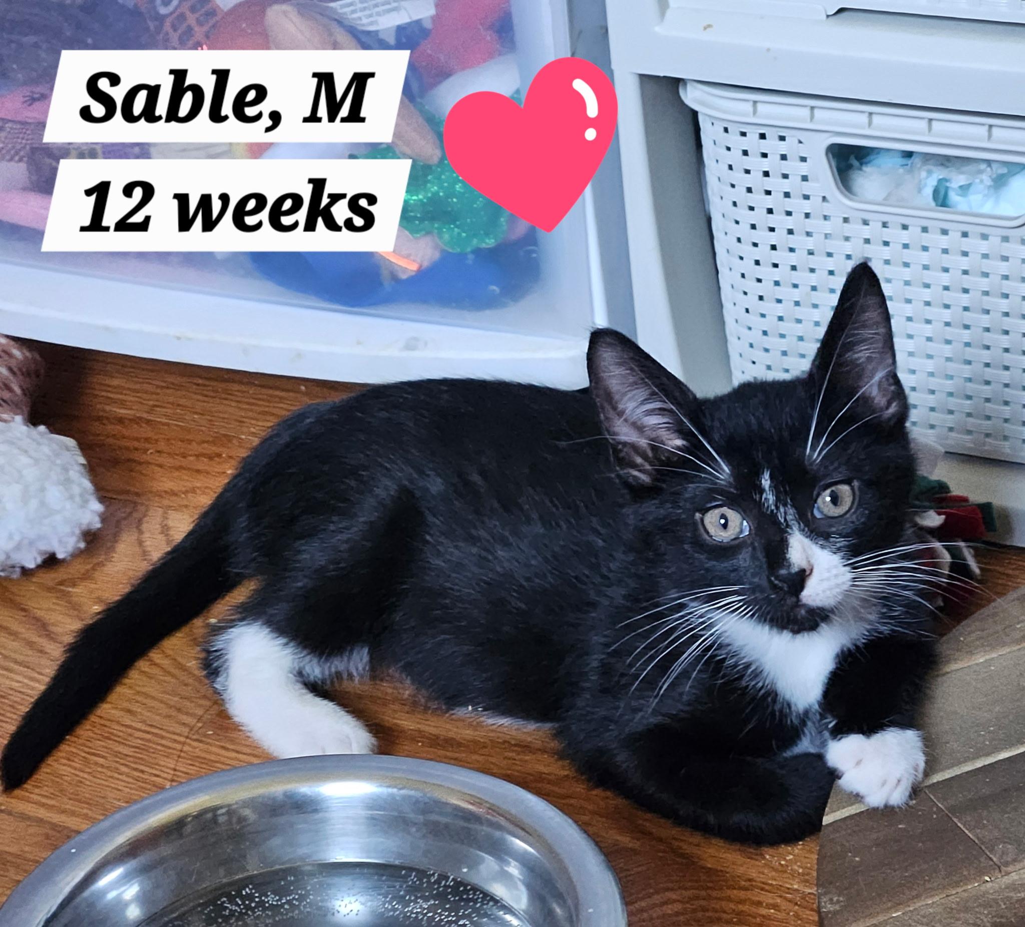 Enlarge Sable and Salem, a ADOPTABLE mixed breed in Succasunna, NJ image 2/2