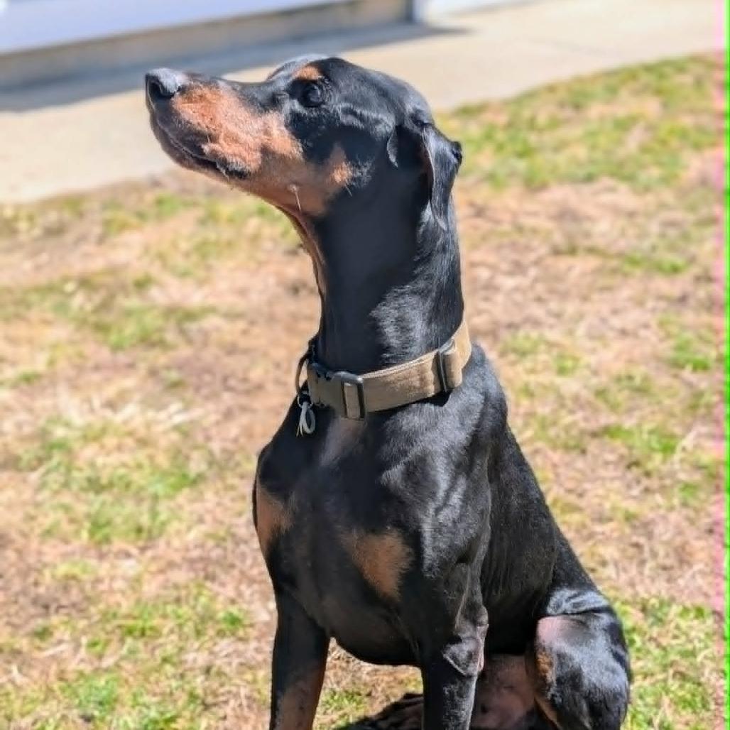 Enlarge 7796 Gibby - I'm a SSNAP Dog, a Adoptable Doberman Pinscher in Sandown, NH image 1/4
