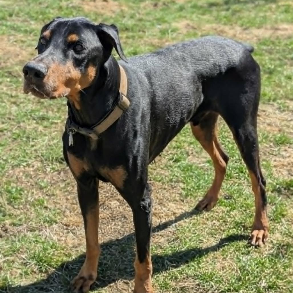 Enlarge 7796 Gibby - I'm a SSNAP Dog, a Adoptable Doberman Pinscher in Sandown, NH image 2/4