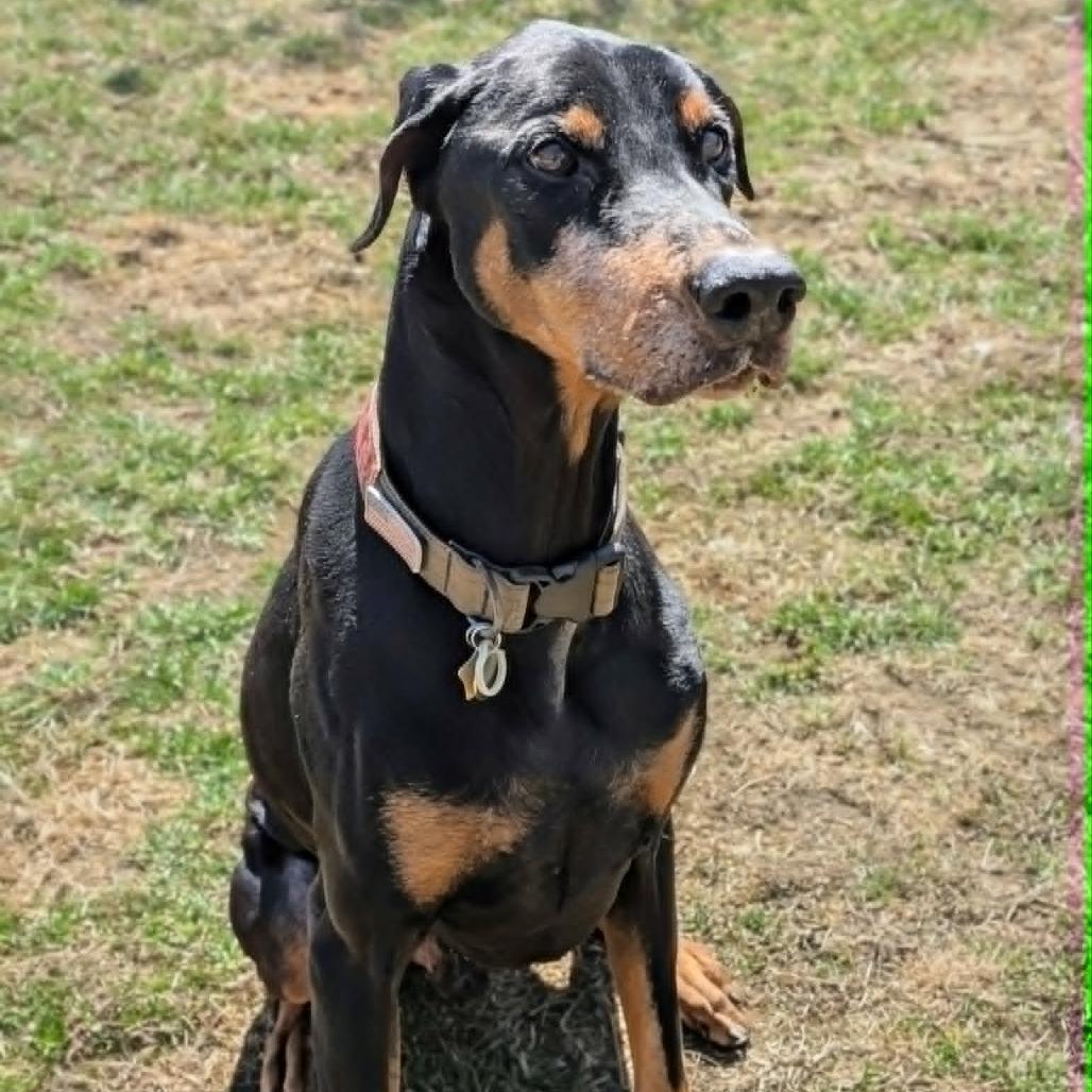 Enlarge 7796 Gibby - I'm a SSNAP Dog, a Adoptable Doberman Pinscher in Sandown, NH image 3/4