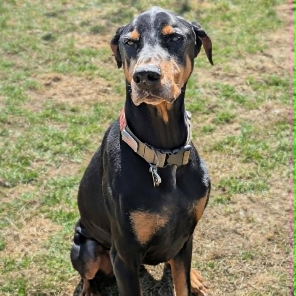 Enlarge 7796 Gibby - I'm a SSNAP Dog, a Adoptable Doberman Pinscher in Sandown, NH image 4/4