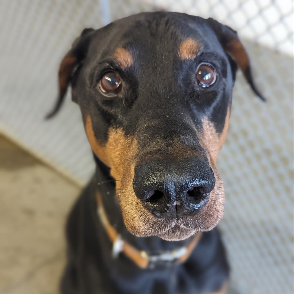 Enlarge 7796 Gibby - I'm a SSNAP Dog, a Adoptable Doberman Pinscher in Sandown, NH image 1/1