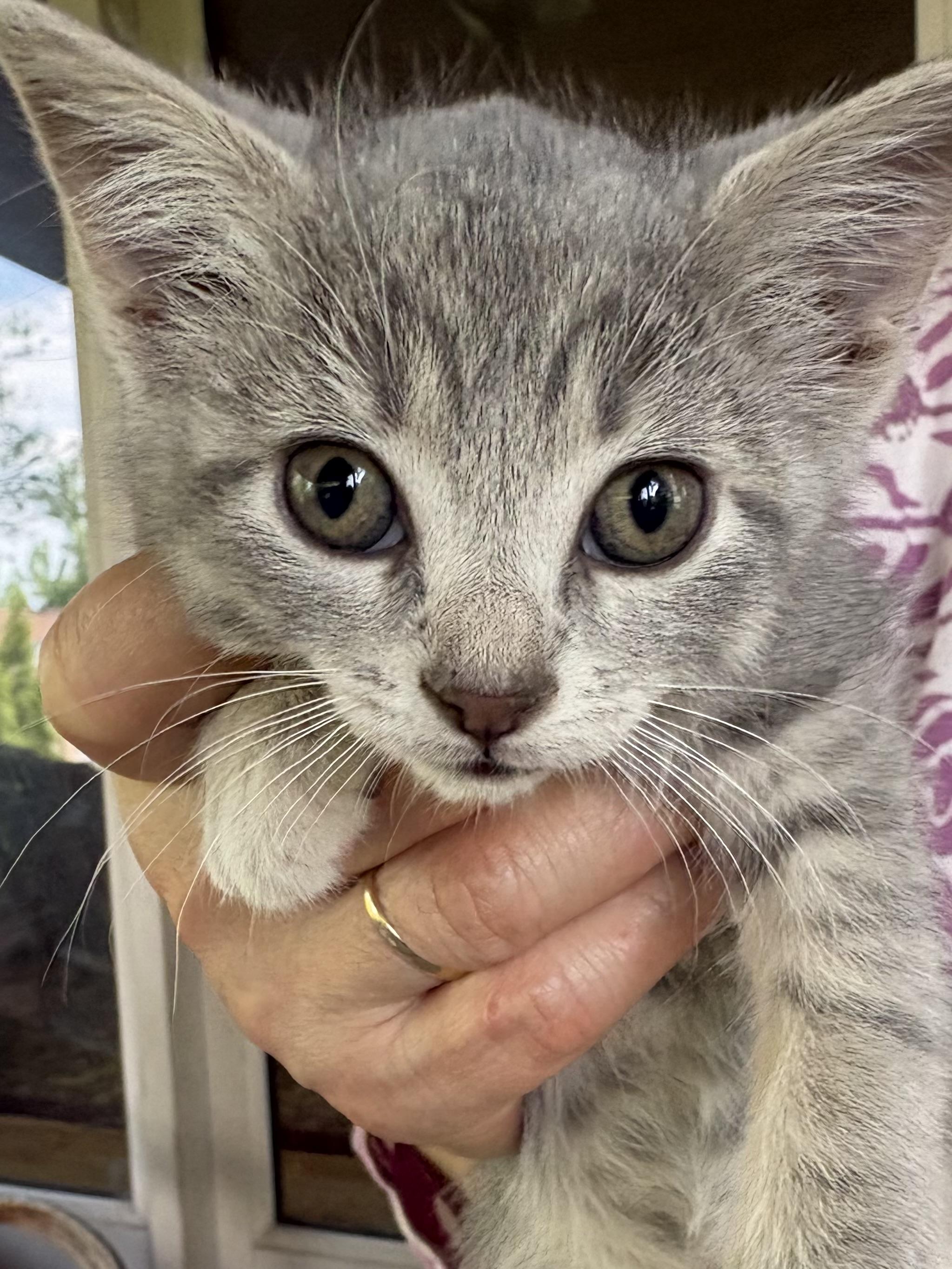 Enlarge Misty Mouse, an adopted Domestic Short Hair in Belvidere, IL image 1/1