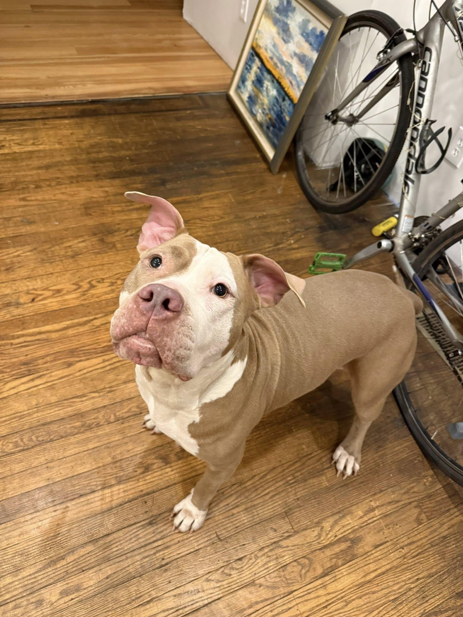 Enlarge PUMPKIN, a ADOPTABLE mixed breed in Philadelphia, PA image 3/4