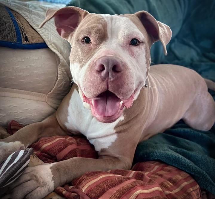 Enlarge PUMPKIN, a ADOPTABLE mixed breed in Philadelphia, PA image 4/4