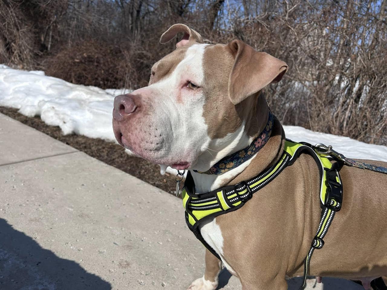 Enlarge PUMPKIN, a ADOPTABLE mixed breed in Philadelphia, PA image 2/4