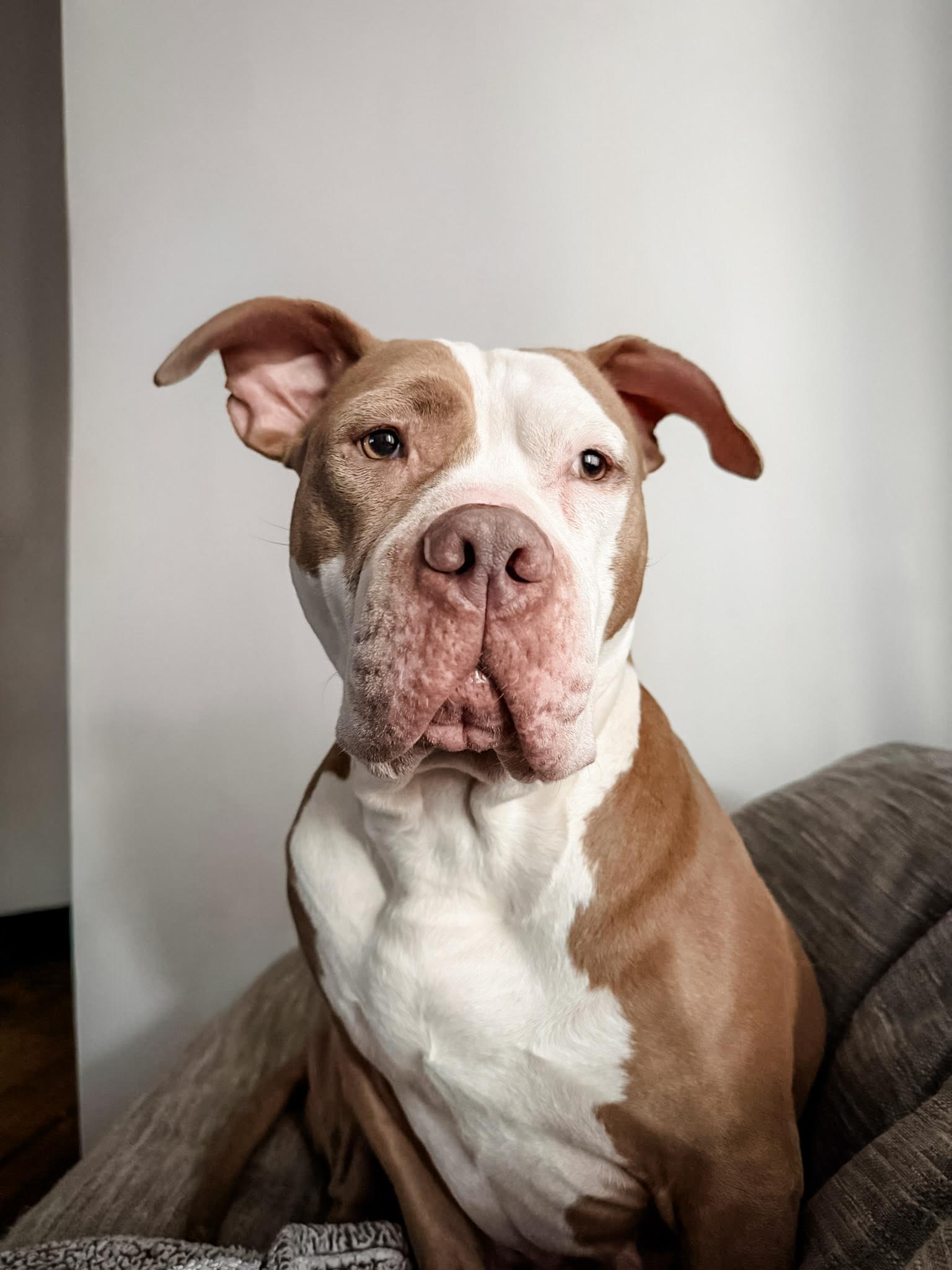 PUMPKIN, ADOPTABLE, Adult Female Pit Bull Terrier.