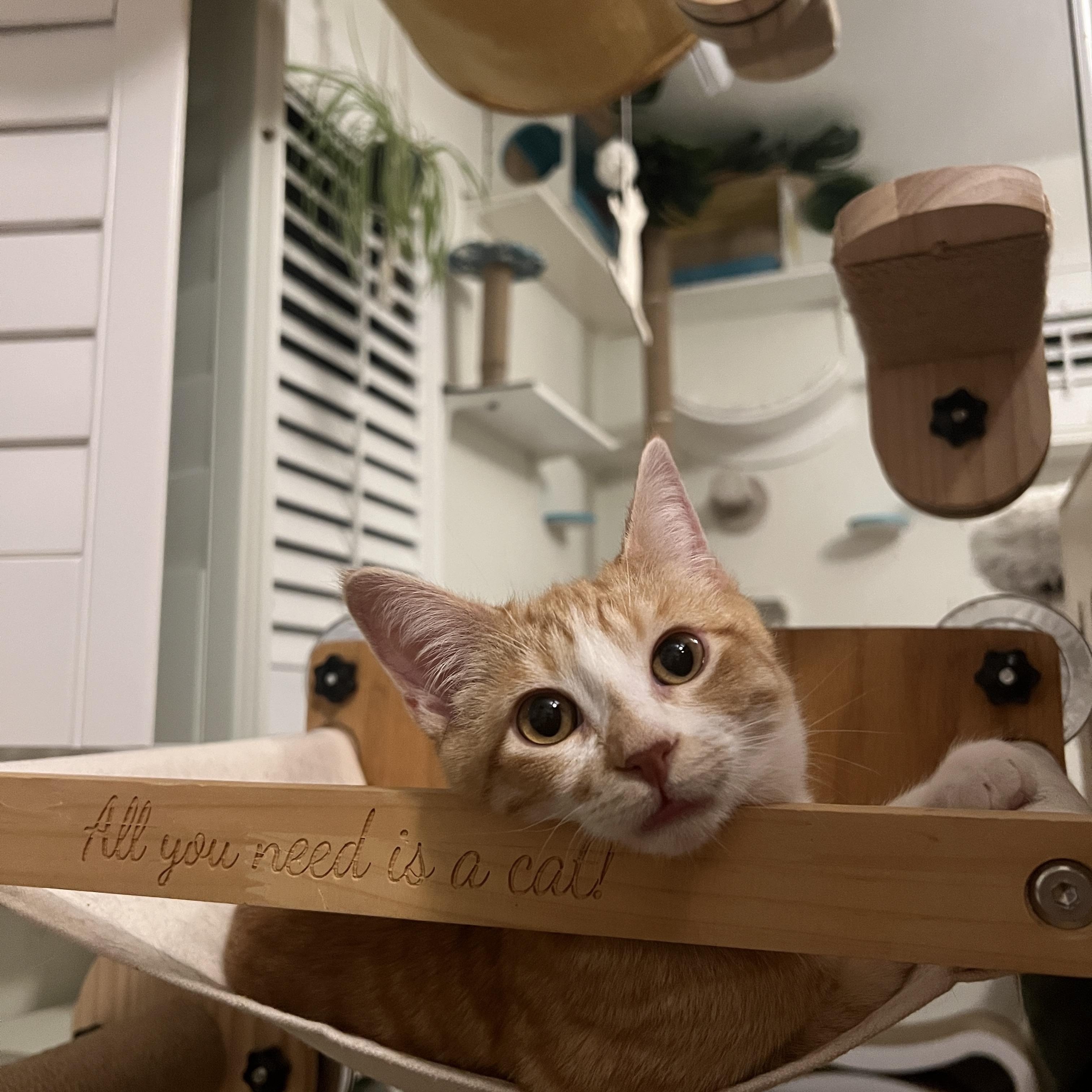 Enlarge Ollie, a Adopted Domestic Short Hair in Indio, CA image 6/6