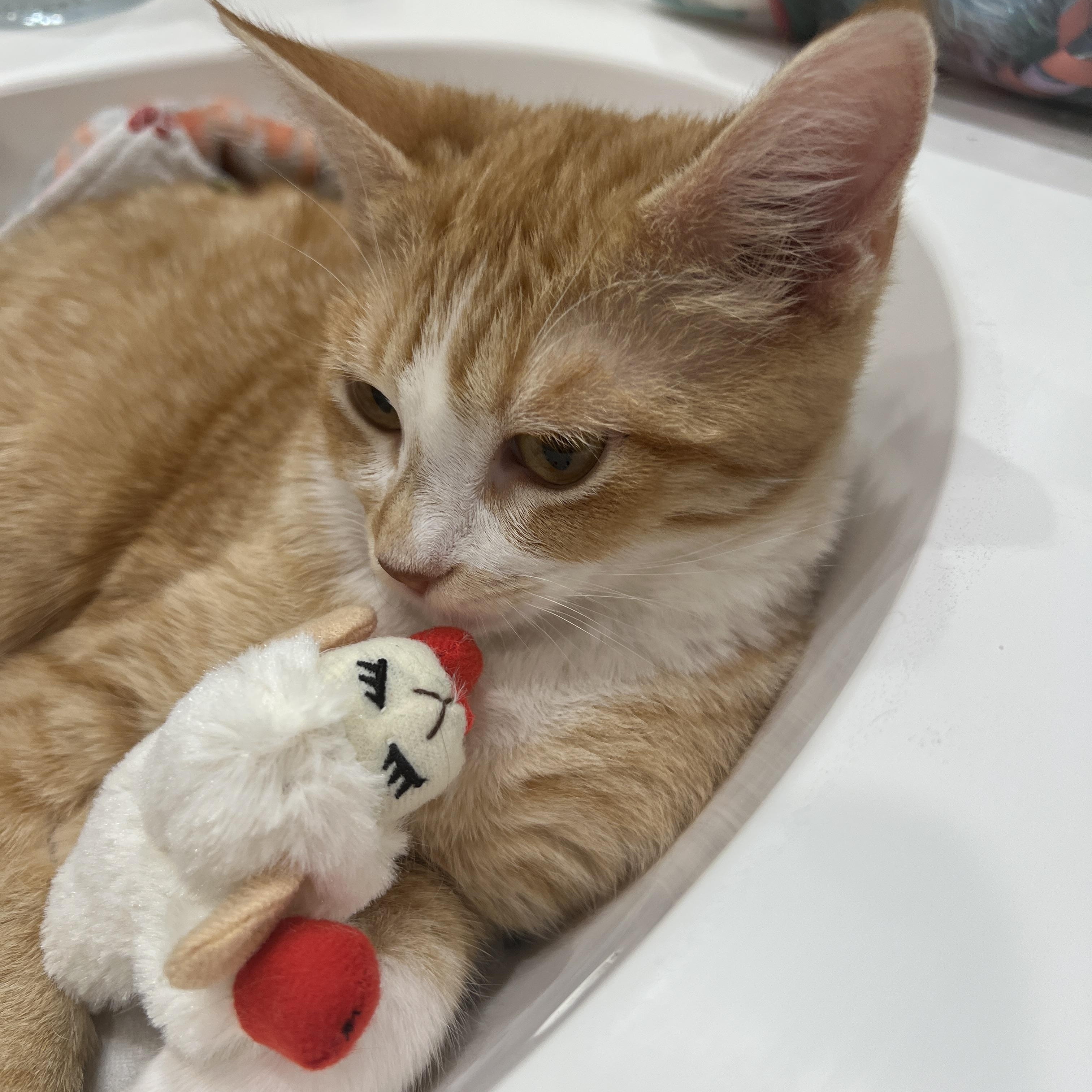 Enlarge Ollie, a Adopted Domestic Short Hair in Indio, CA image 2/6