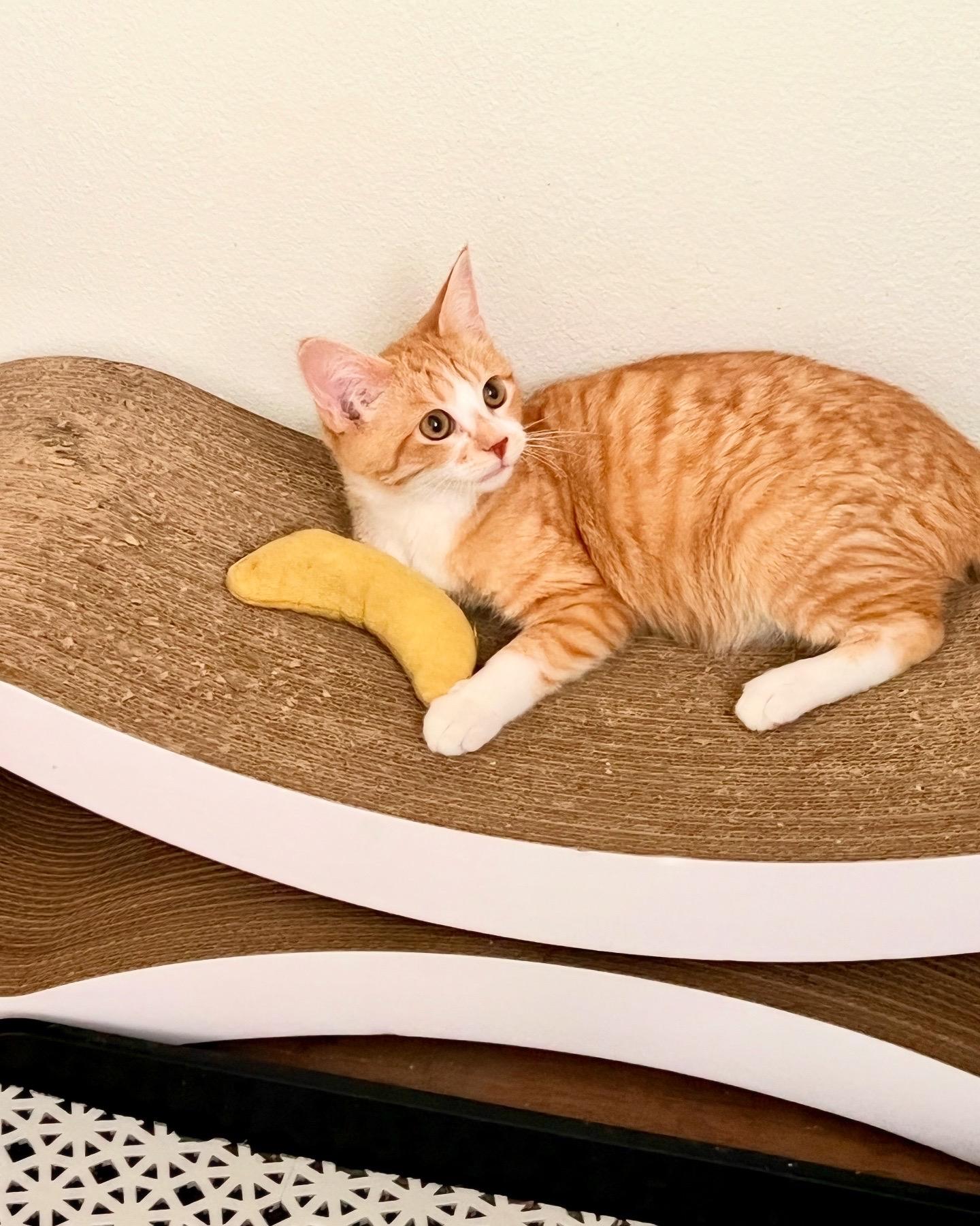 Ollie, Adopted, Kitten Male Domestic Short Hair.