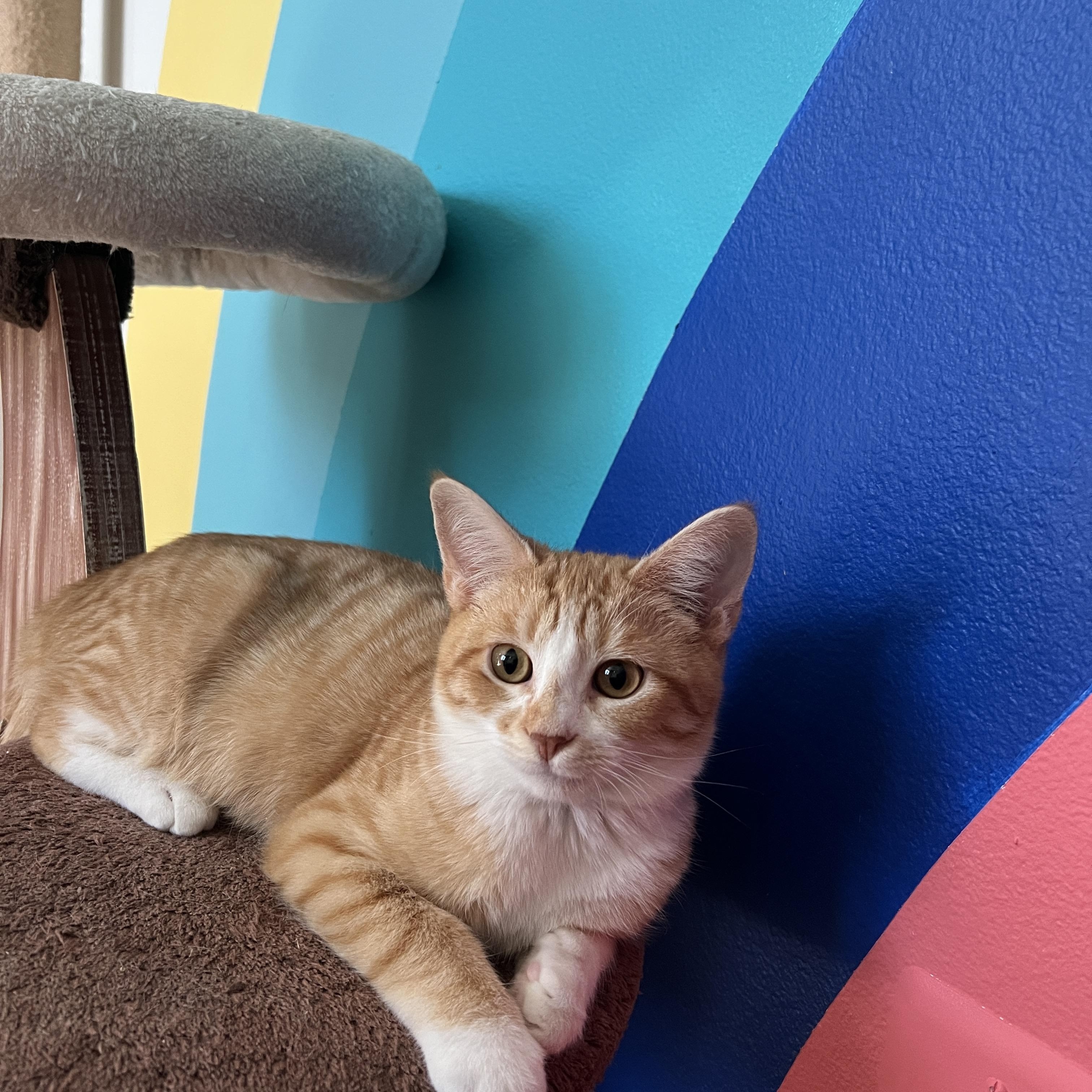 Enlarge Ollie, a Adopted Domestic Short Hair in Indio, CA image 4/6