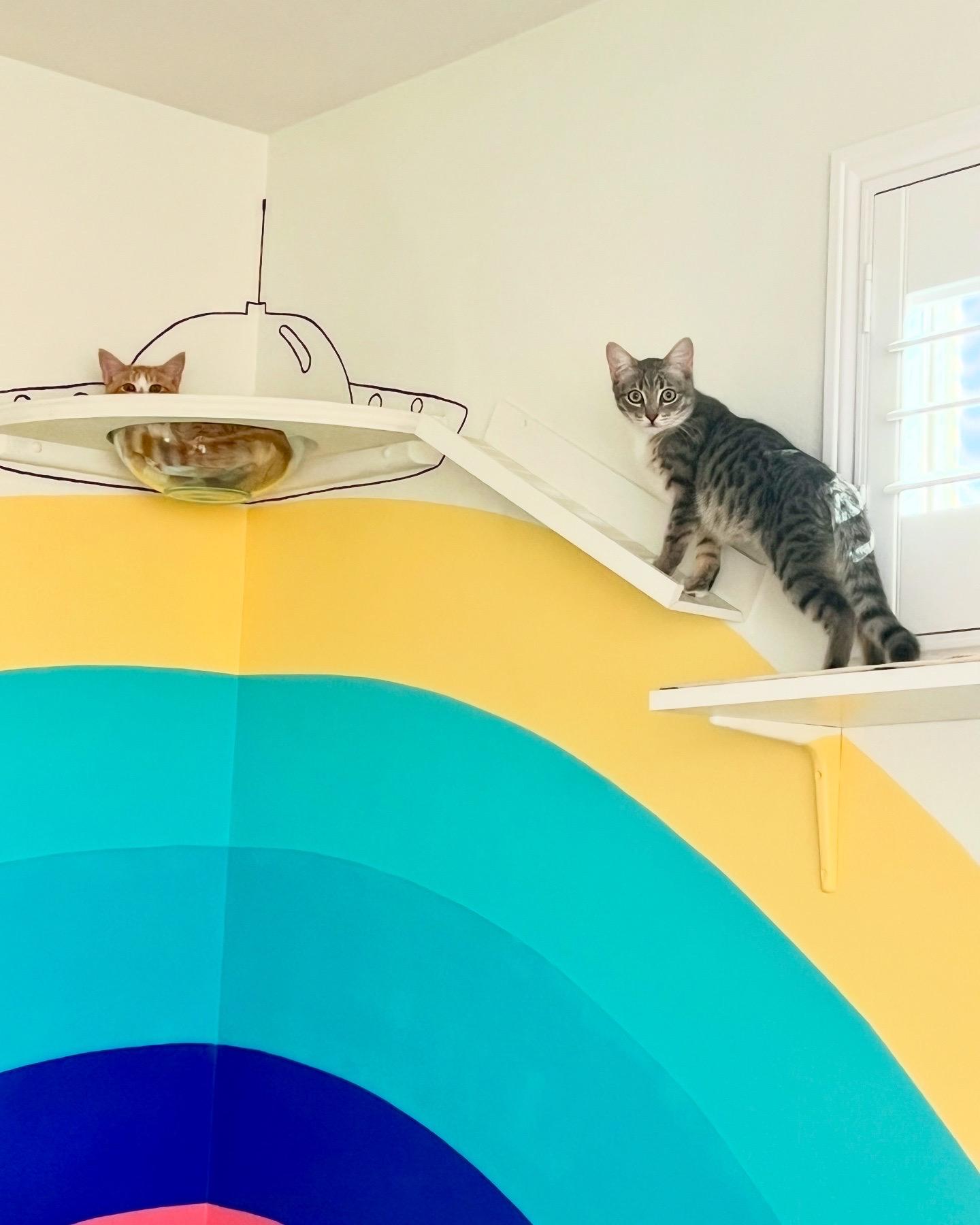 Enlarge Ollie, a Adopted Domestic Short Hair in Indio, CA image 3/6