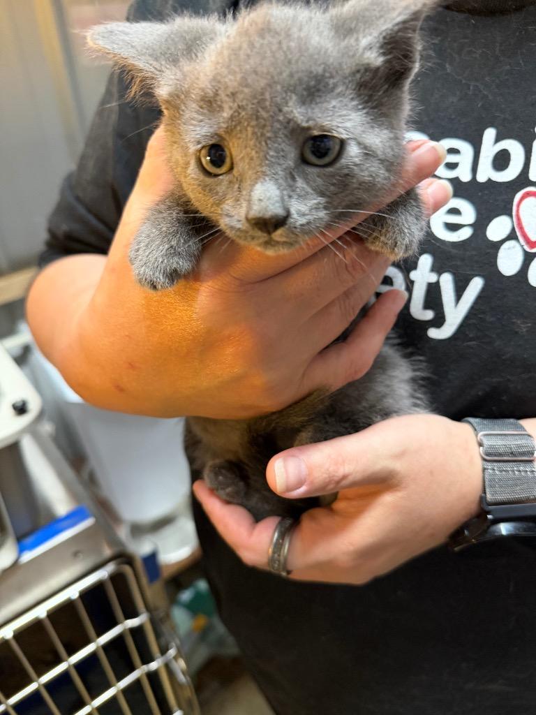 jolie, Adopted, Kitten Female Domestic Short Hair.