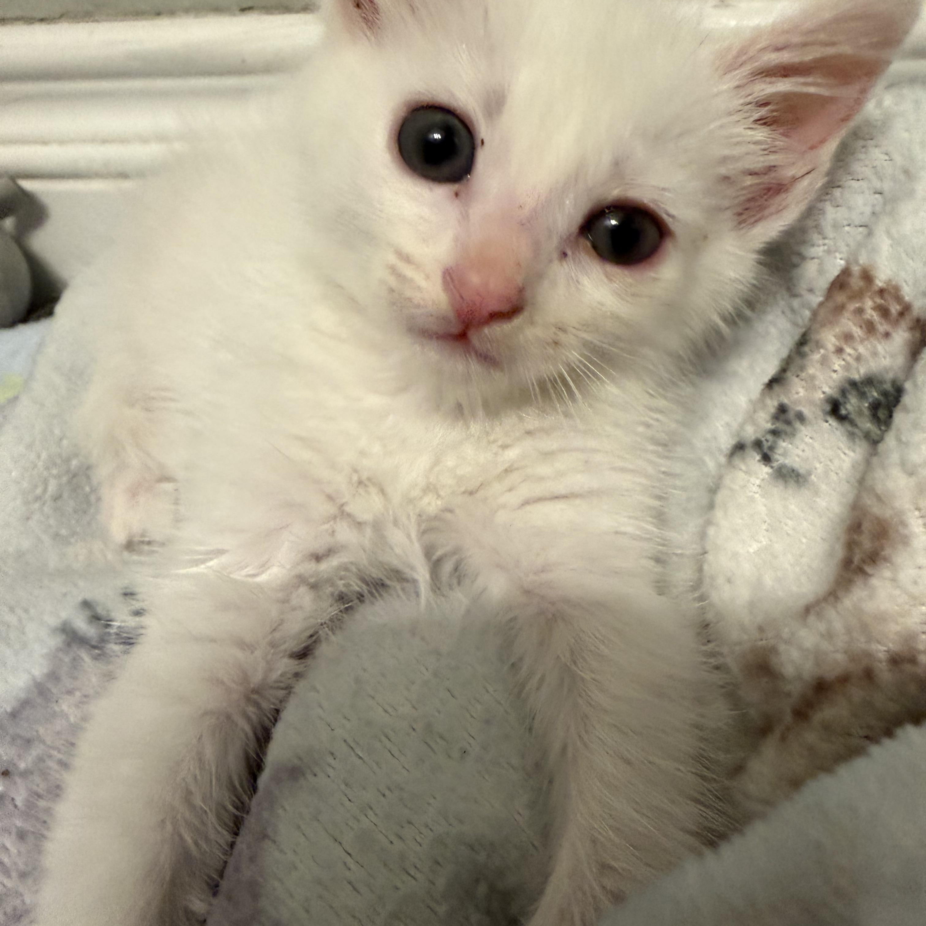 Enlarge Aspen, a ADOPTABLE Domestic Short Hair in Laguna Beach, CA image 1/5