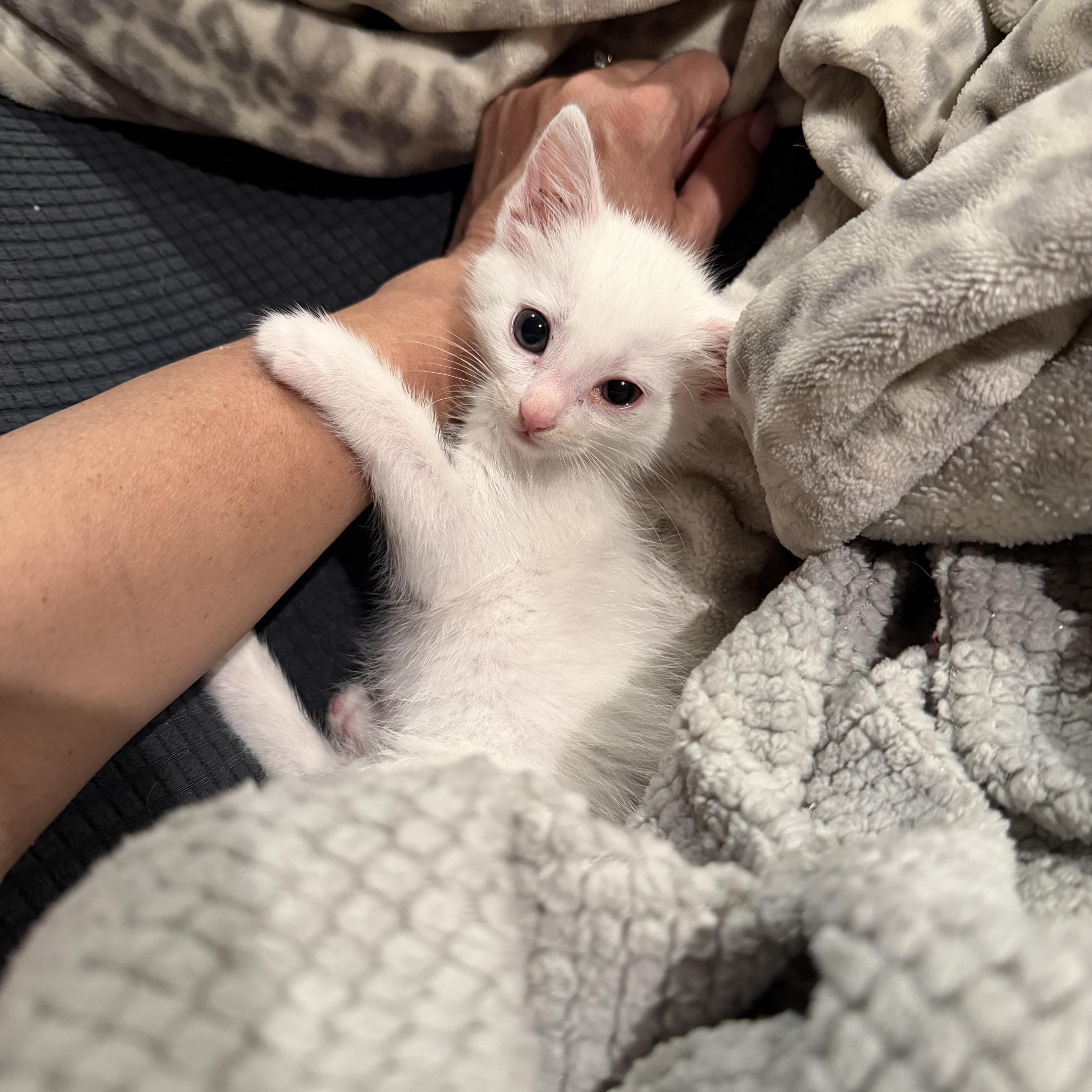 Enlarge Aspen, a ADOPTABLE Domestic Short Hair in Laguna Beach, CA image 2/5