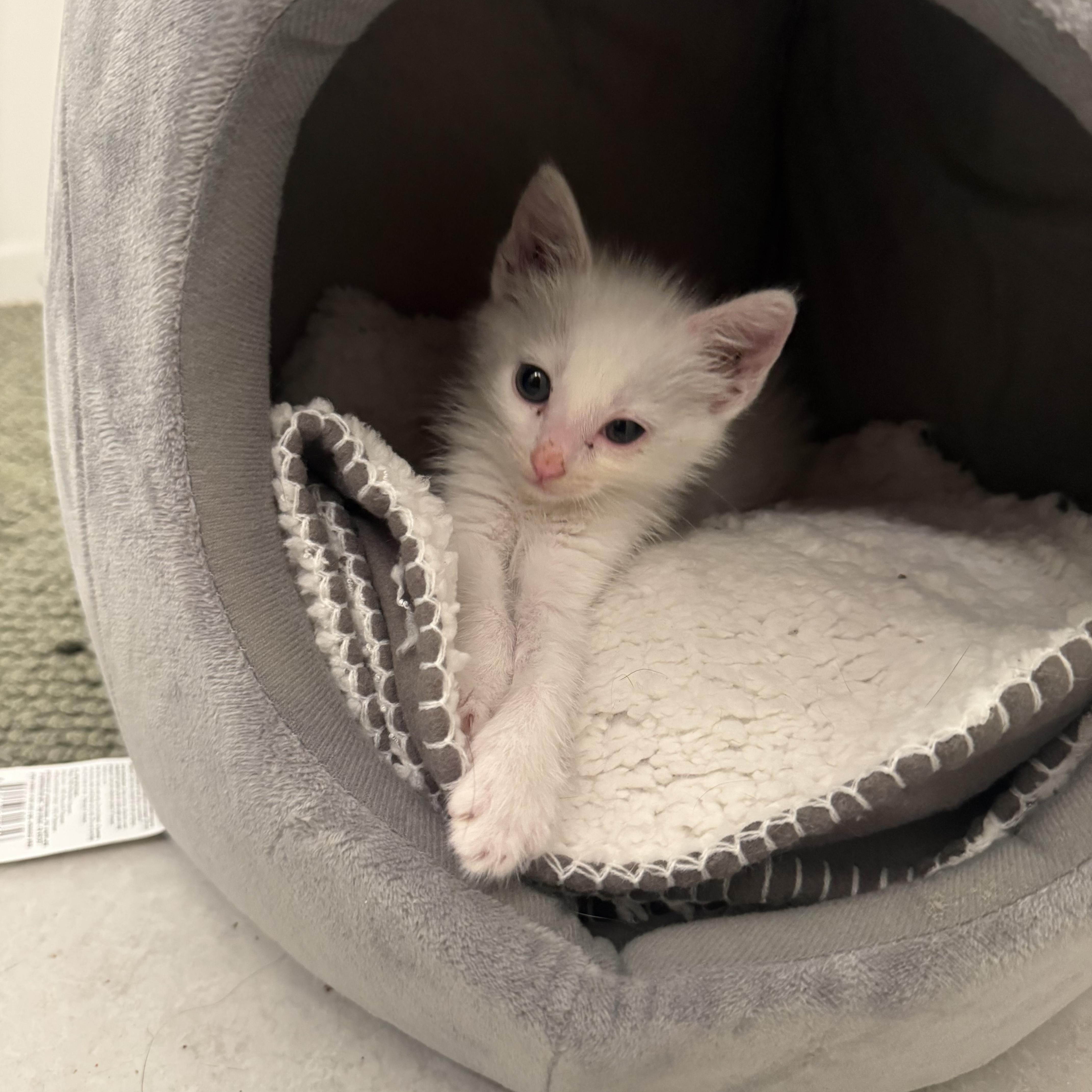 Enlarge Aspen, a ADOPTABLE Domestic Short Hair in Laguna Beach, CA image 3/5
