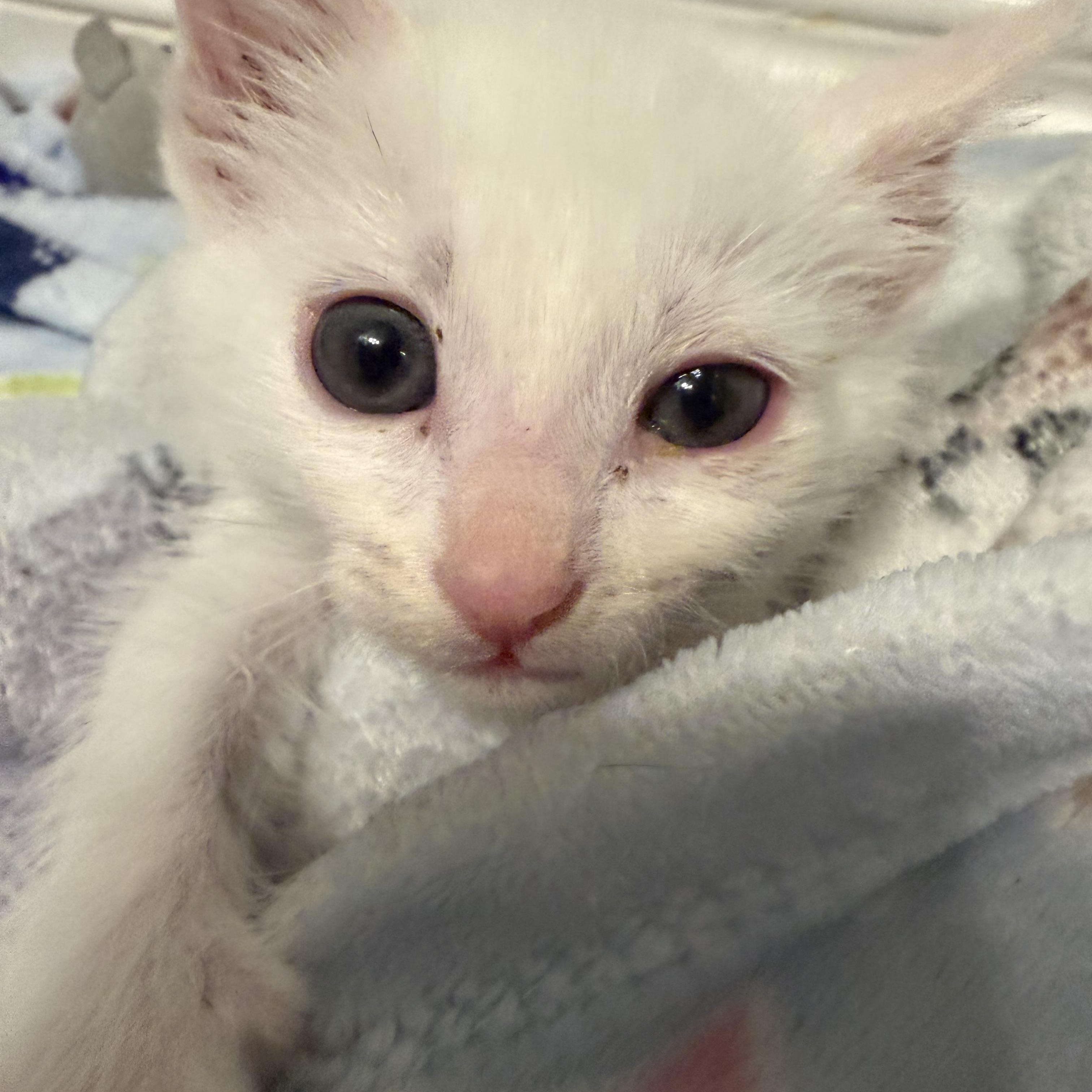 Enlarge Aspen, a ADOPTABLE Domestic Short Hair in Laguna Beach, CA image 5/5