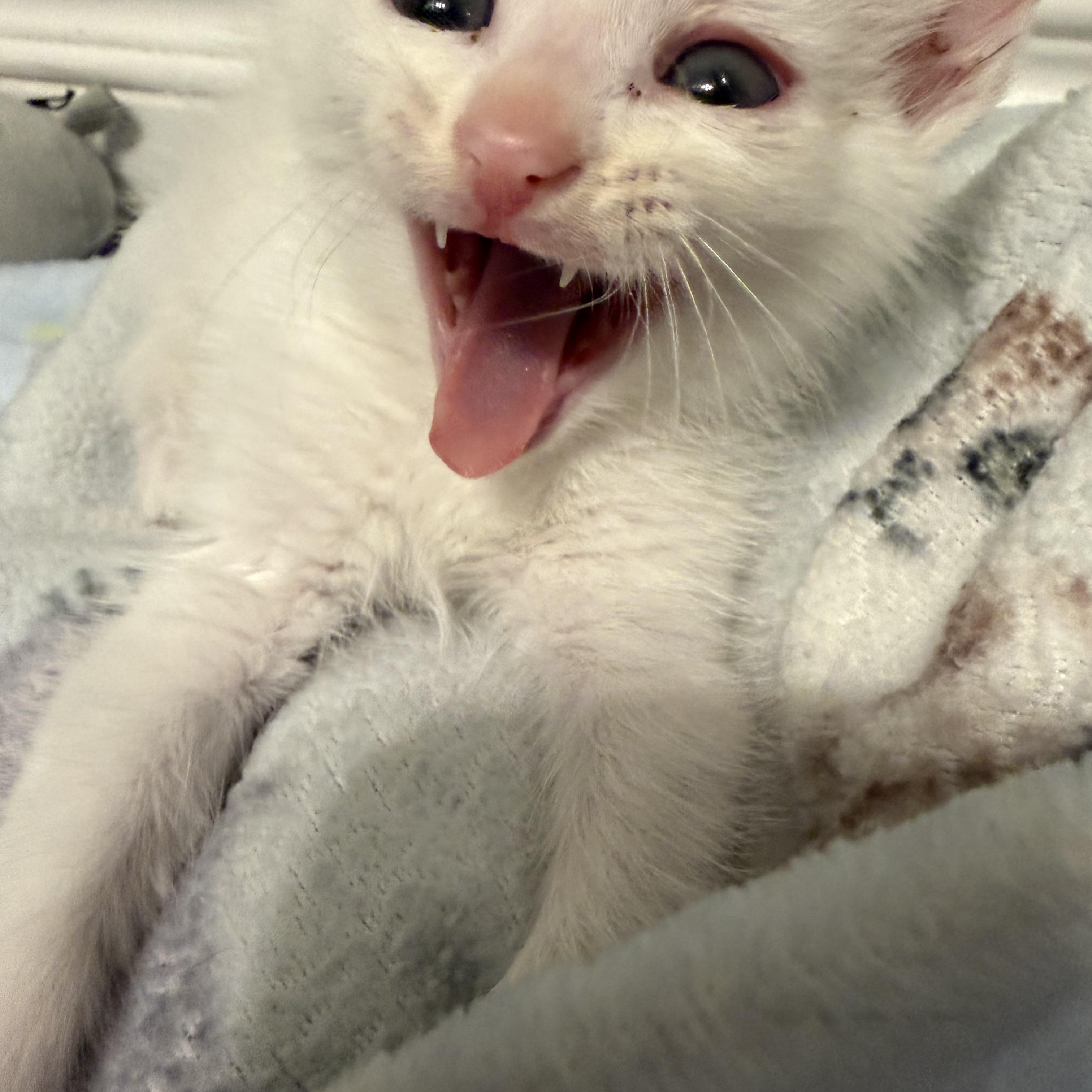 Enlarge Aspen, a ADOPTABLE Domestic Short Hair in Laguna Beach, CA image 4/5
