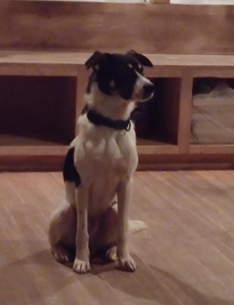 Cashew, a Adoptable mixed breed in West Falls, NY image 2/3