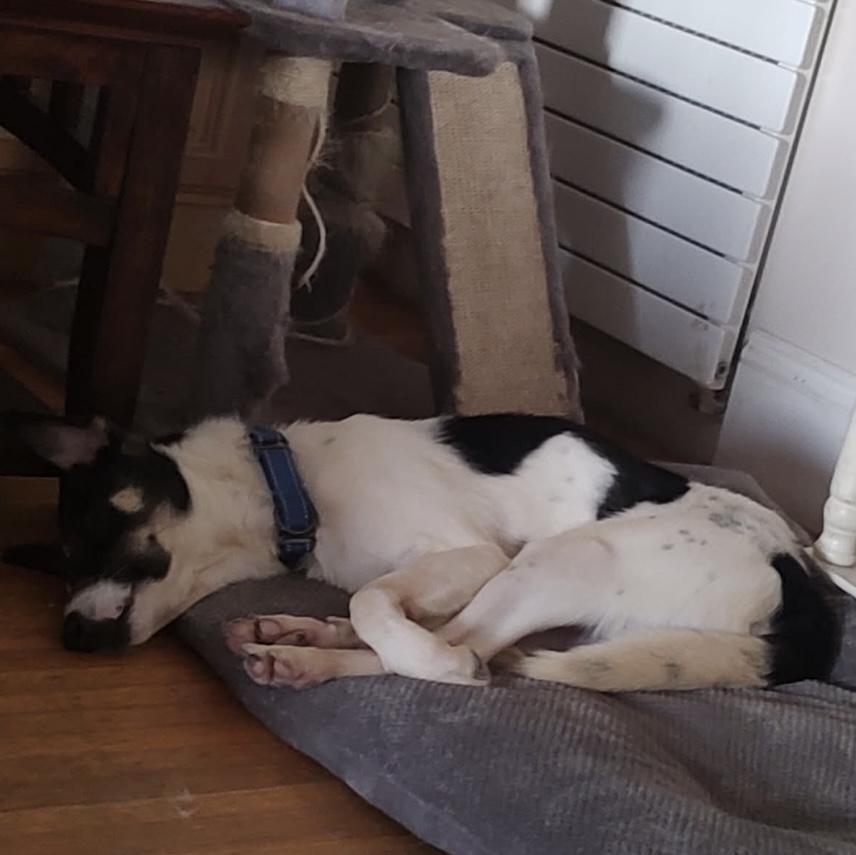 Cashew, a Adoptable mixed breed in West Falls, NY image 3/3