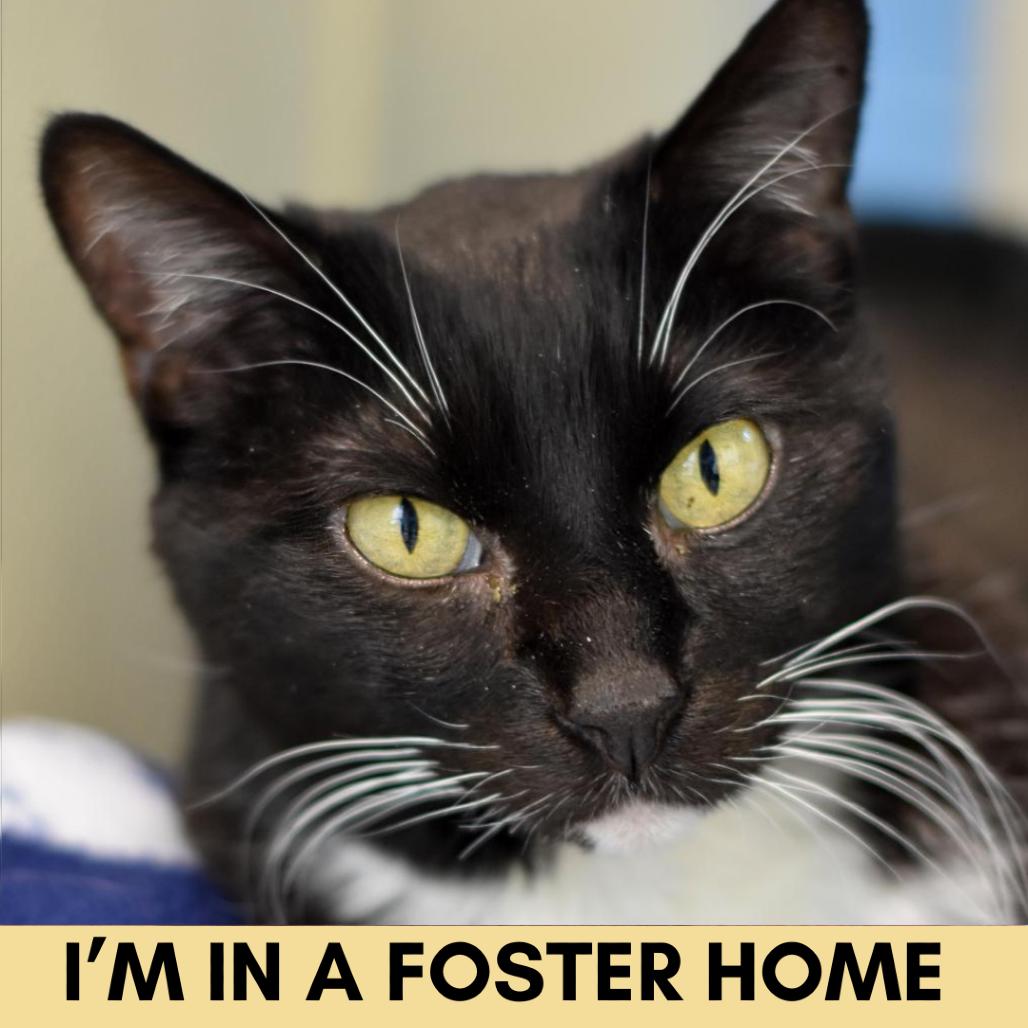 Enlarge Hitops, a Adoptable mixed breed in Lakewood, CO image 2/4