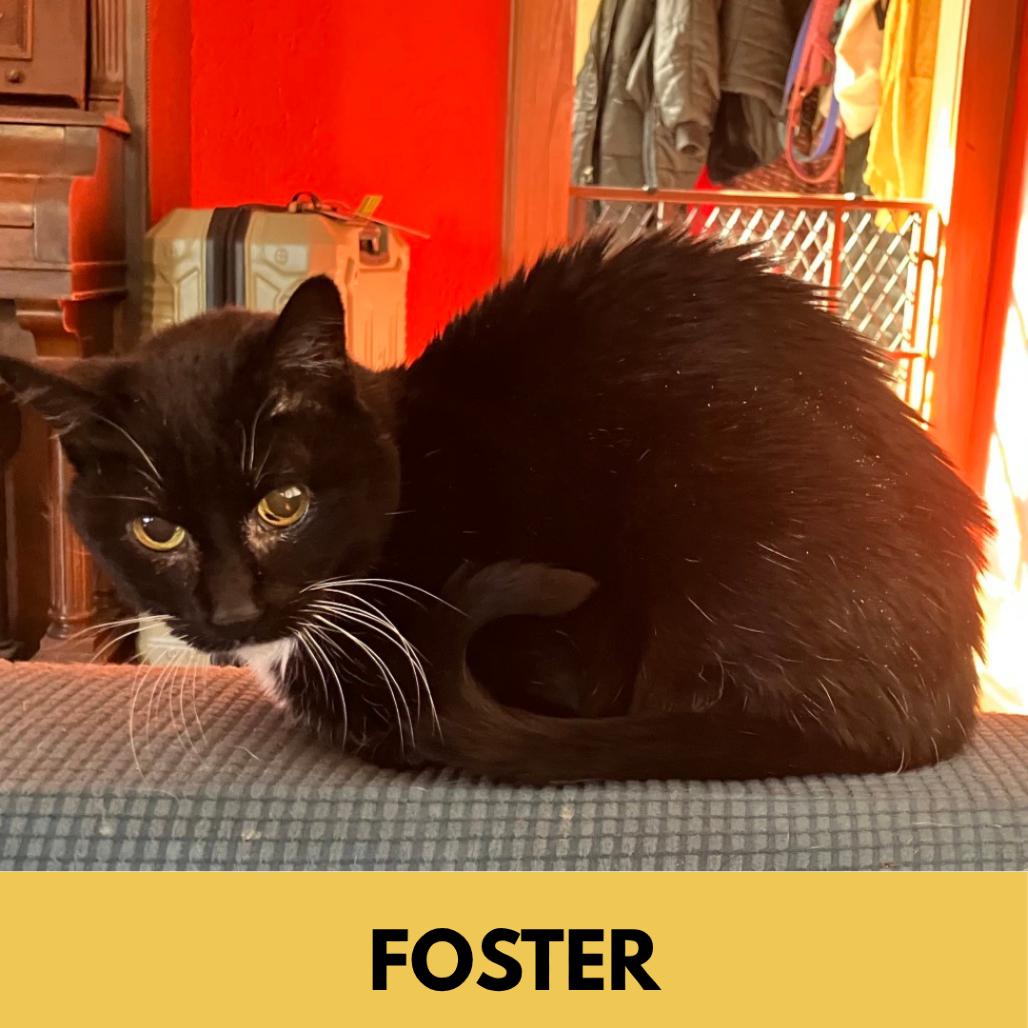 Enlarge Hitops, a Adoptable mixed breed in Lakewood, CO image 2/6