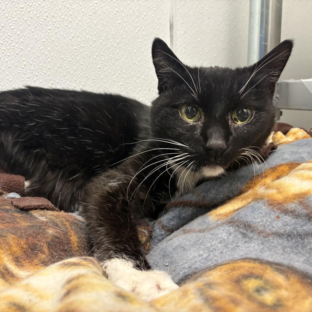 Enlarge Hitops, a Adoptable mixed breed in Lakewood, CO image 4/6