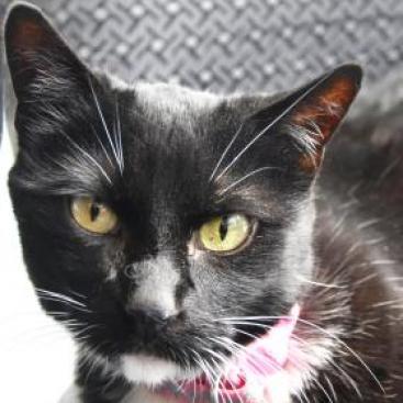 Hitops, a Adoptable mixed breed in Lakewood, CO image 2/3