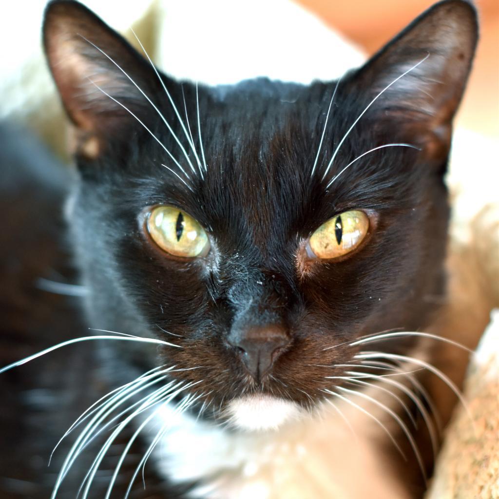 Hitops, a Adoptable mixed breed in Lakewood, CO image 3/3