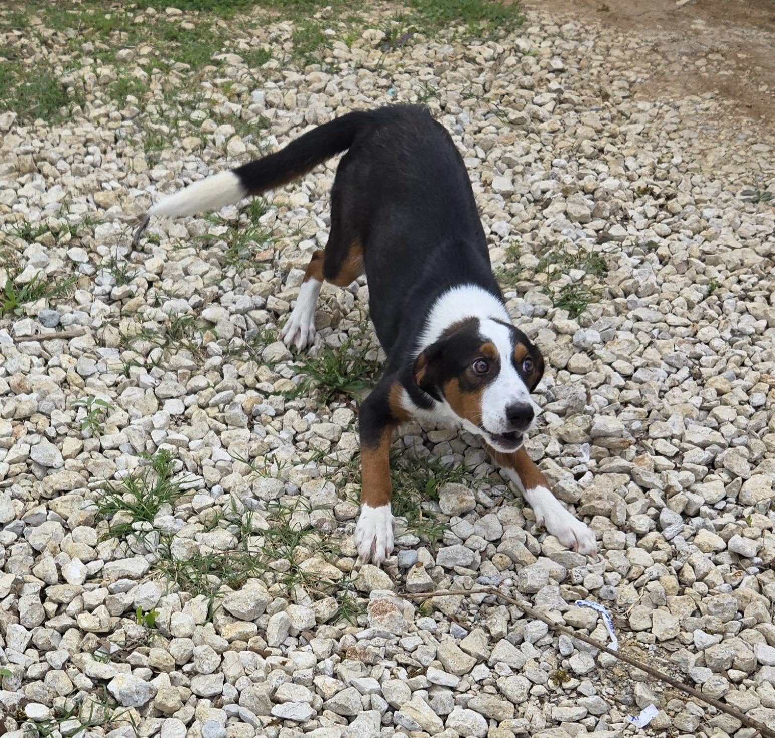 Enlarge Loki, a ADOPTABLE mixed breed in Irving, TX image 3/3