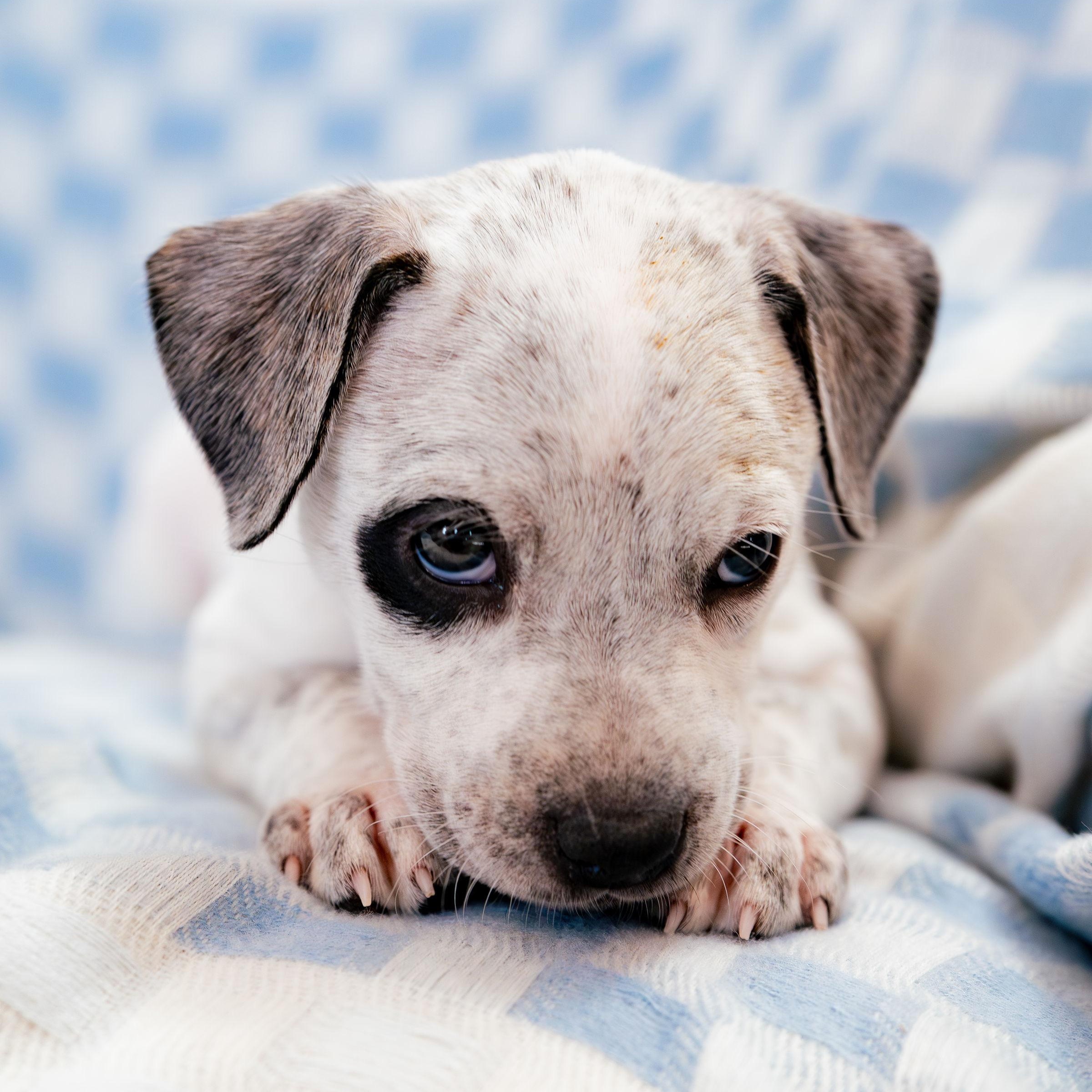 Enlarge Marvel, a ADOPTABLE mixed breed in Rock Hill, SC image 4/6