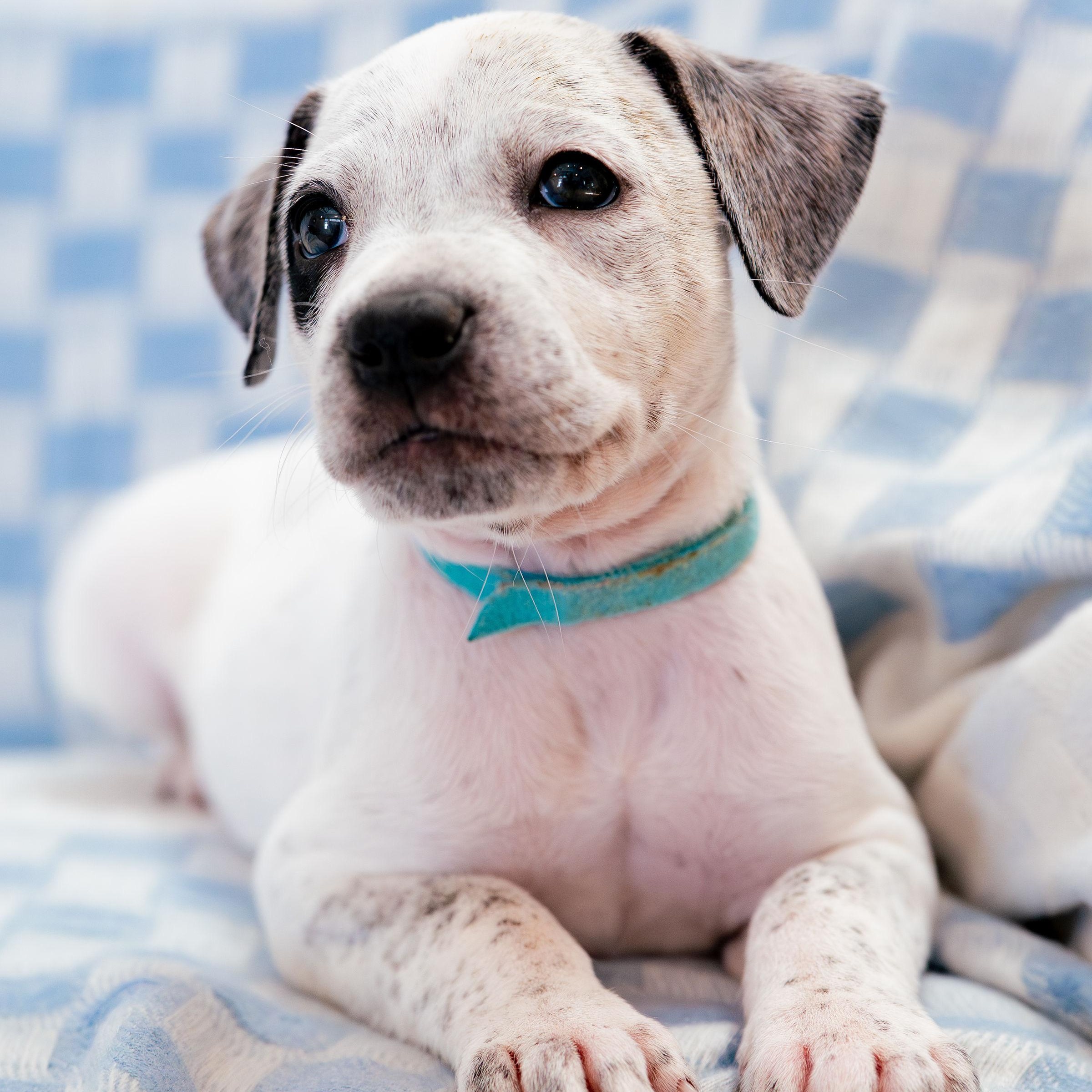 Enlarge Marvel, a ADOPTABLE mixed breed in Rock Hill, SC image 5/6