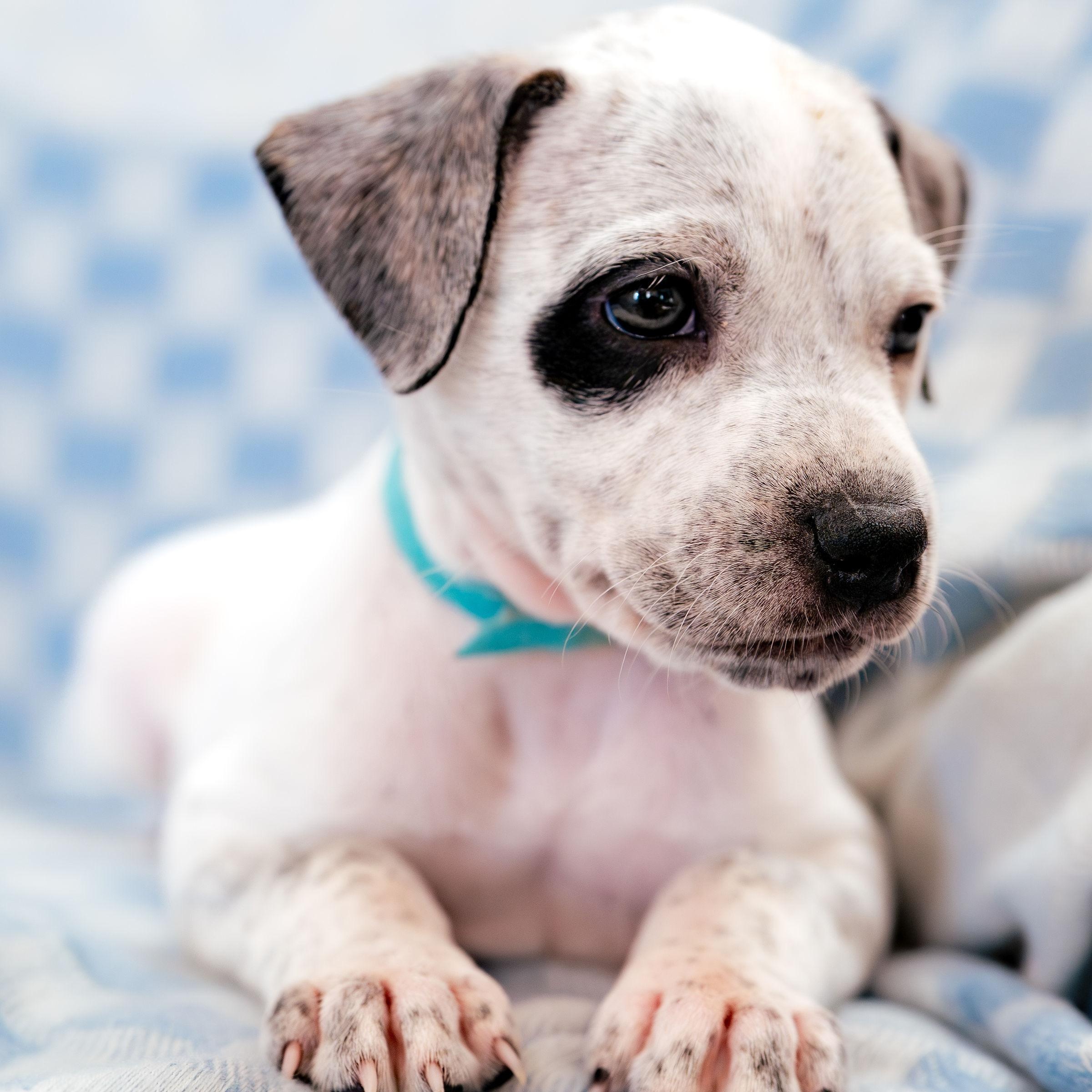 Enlarge Marvel, a ADOPTABLE mixed breed in Rock Hill, SC image 2/6