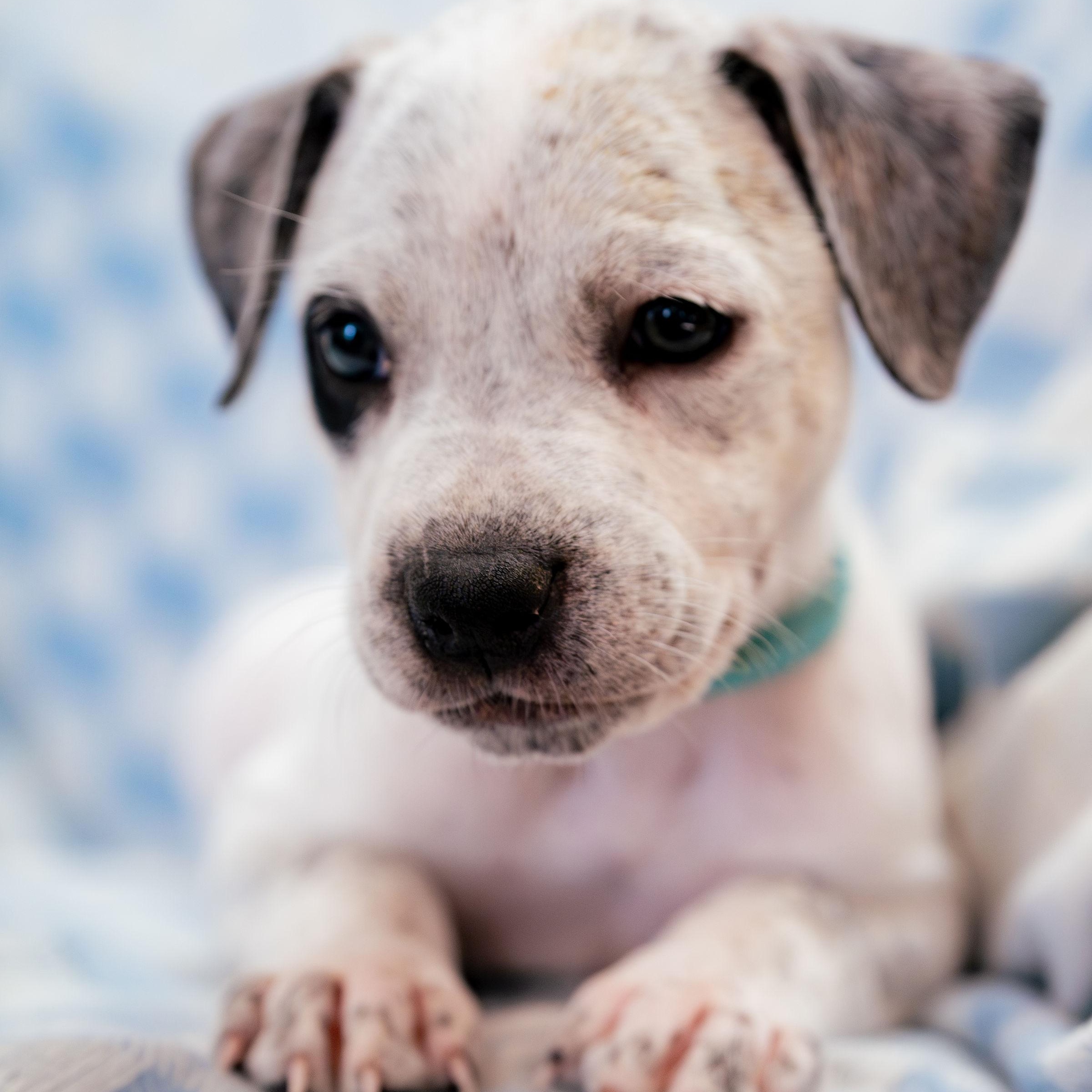 Enlarge Marvel, a ADOPTABLE mixed breed in Rock Hill, SC image 1/6