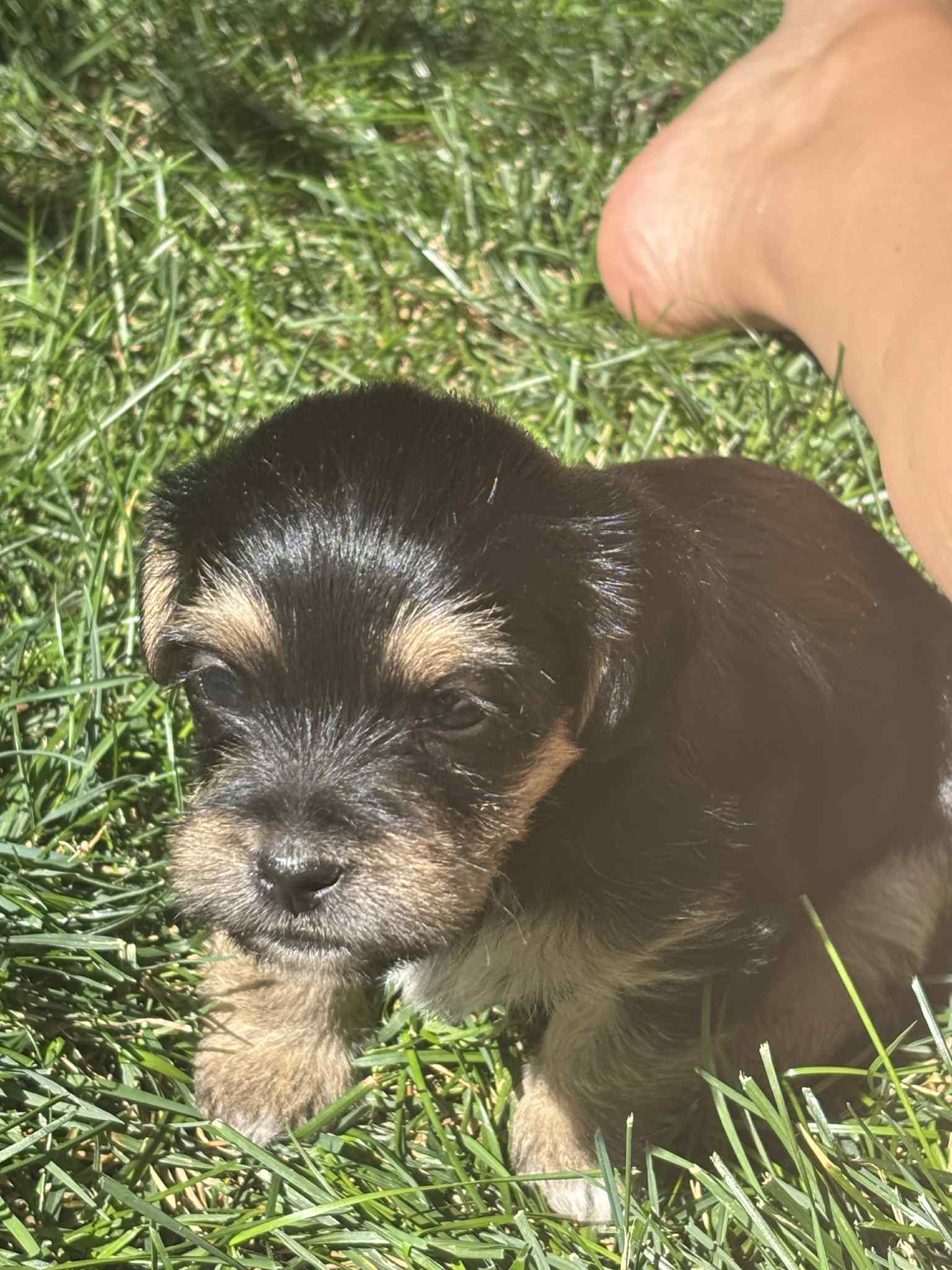 Prince Zuko