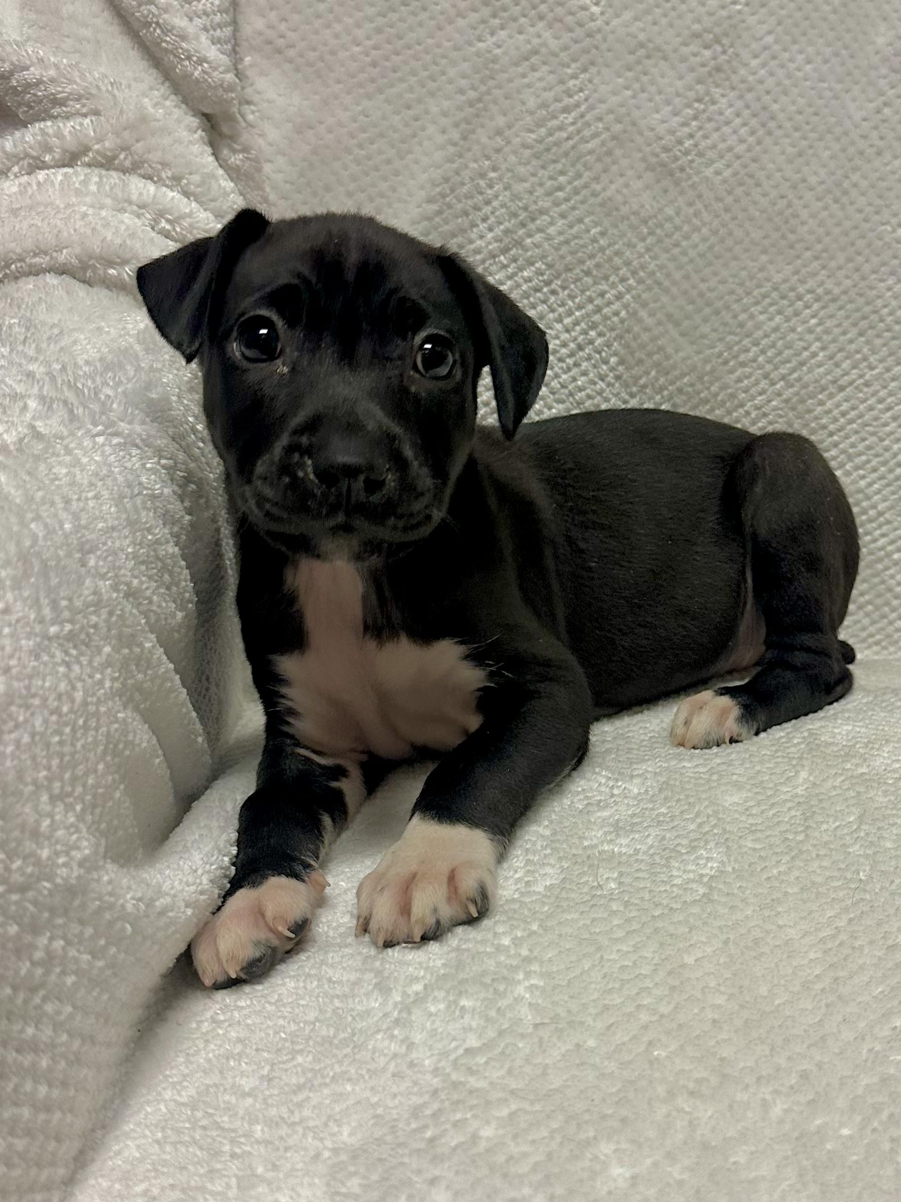 Stormi, a Adoptable mixed breed in Walker, LA image 3/5